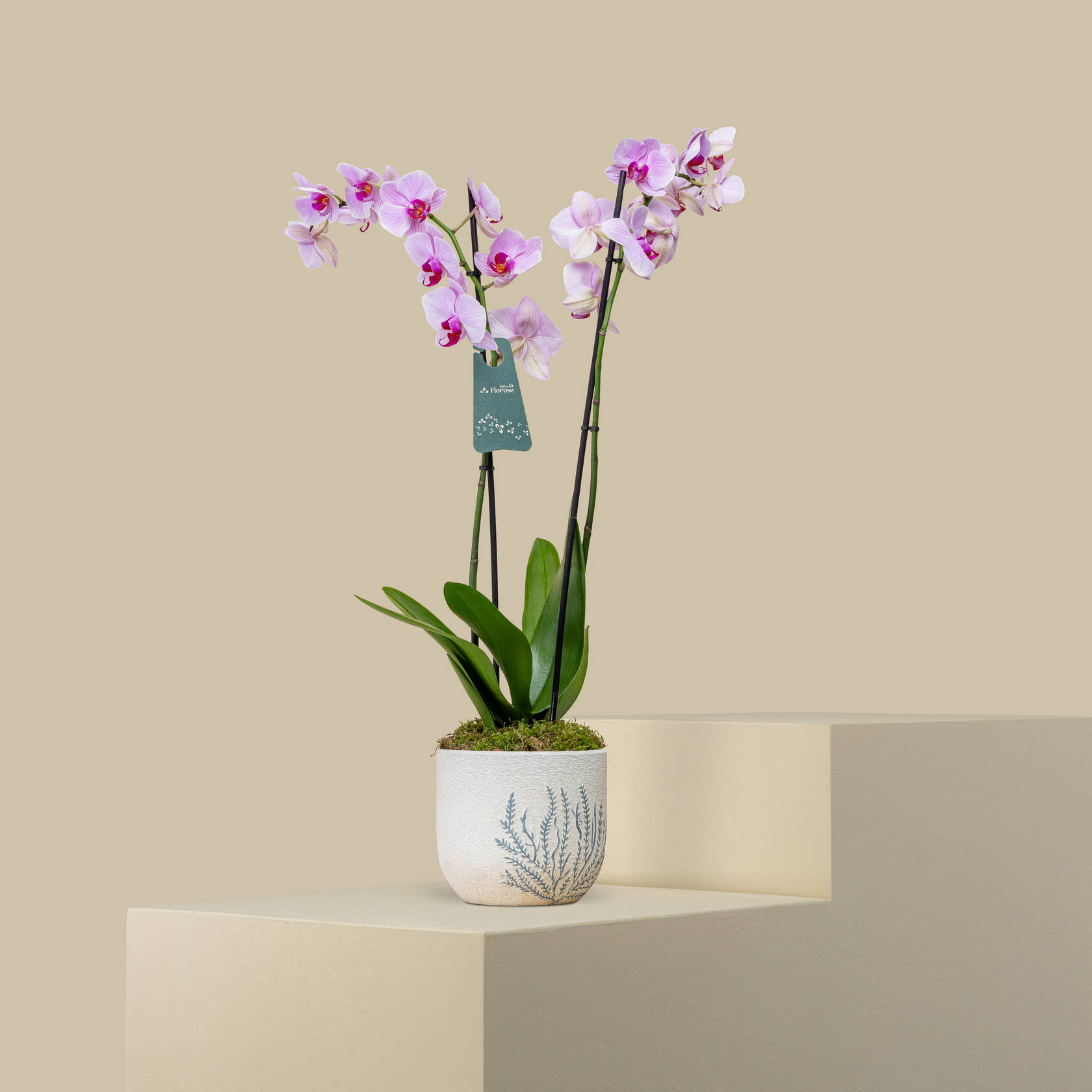 Silky Orchid Plant Silky Orchid Plant