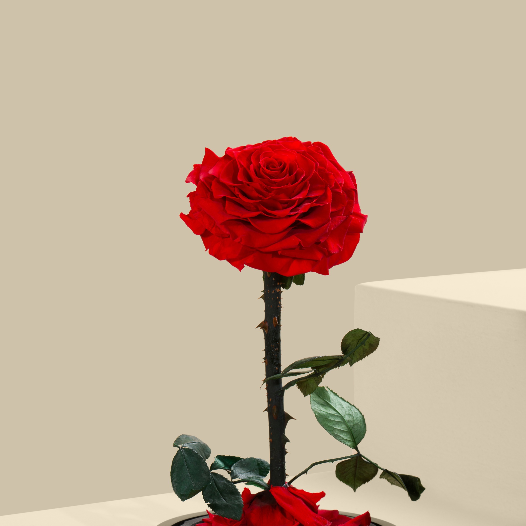 Preserved Red Rose Preserved Red Rose