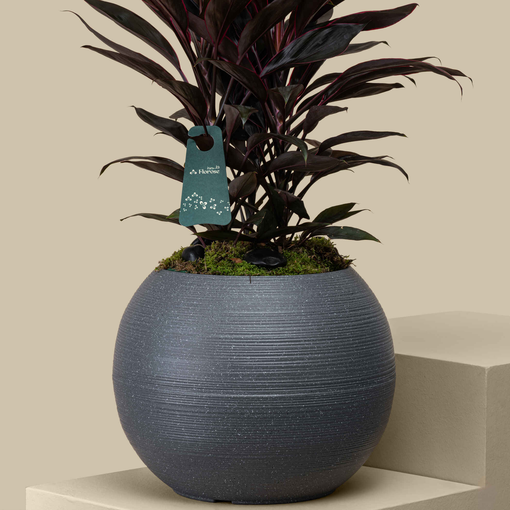 Charming Cordyline Plant Charming Cordyline Plant