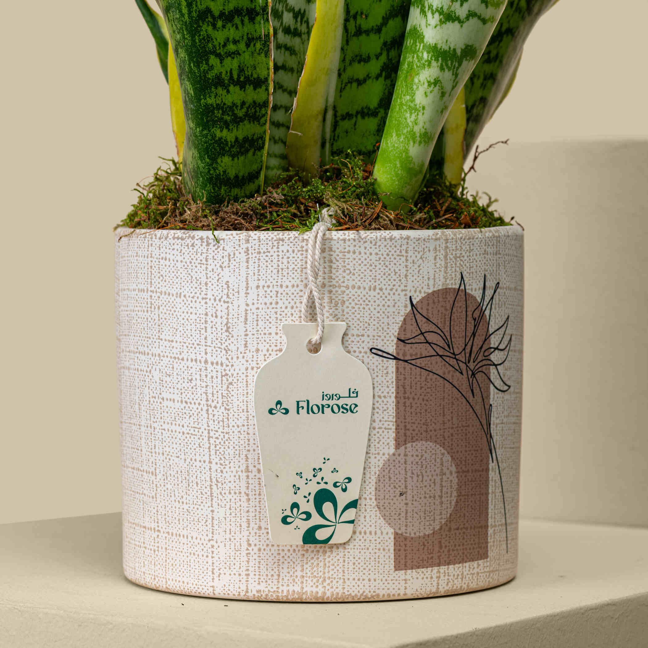 Natural Sansevieria Plant Natural Sansevieria Plant