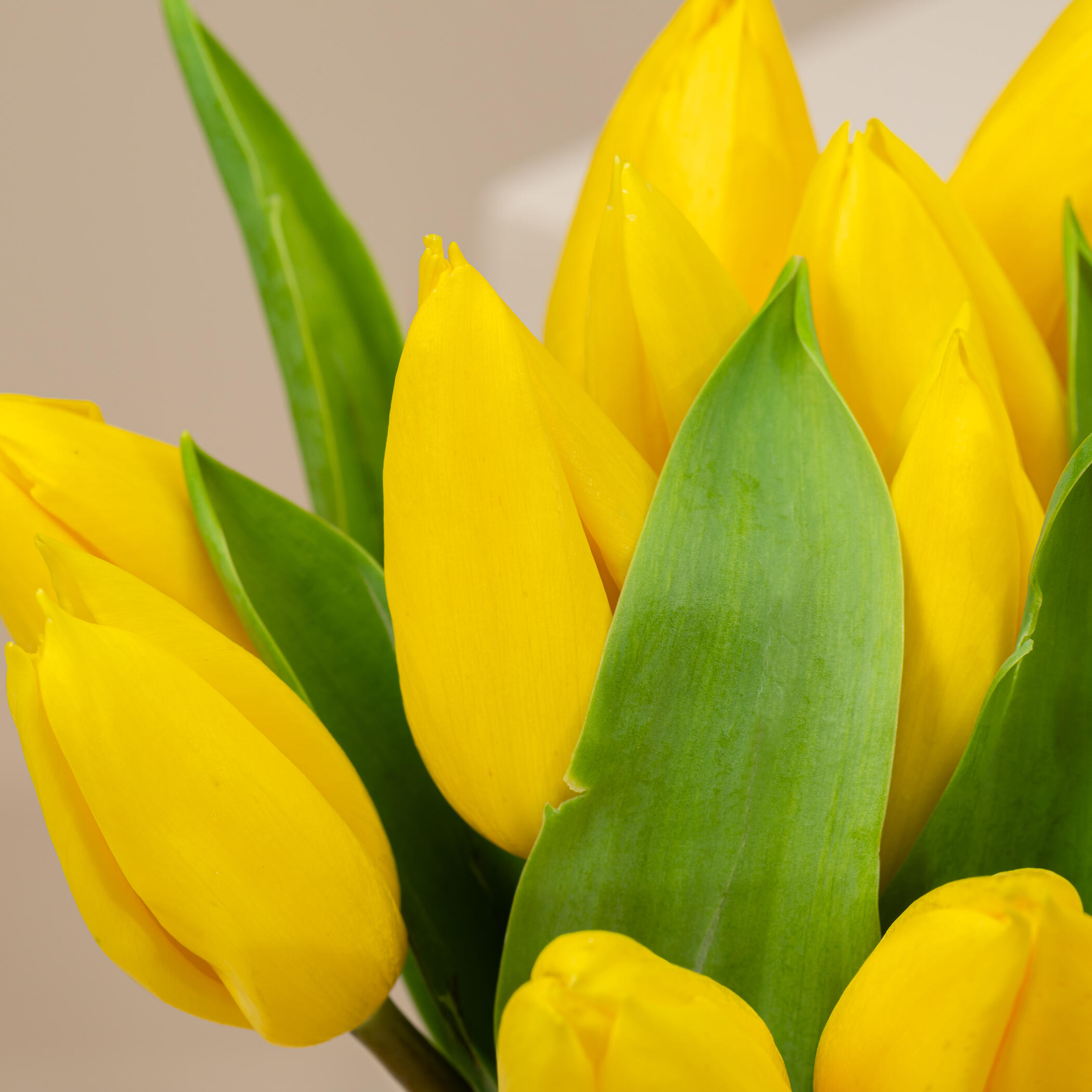 Tulip Yellow Vase Tulip Yellow Vase