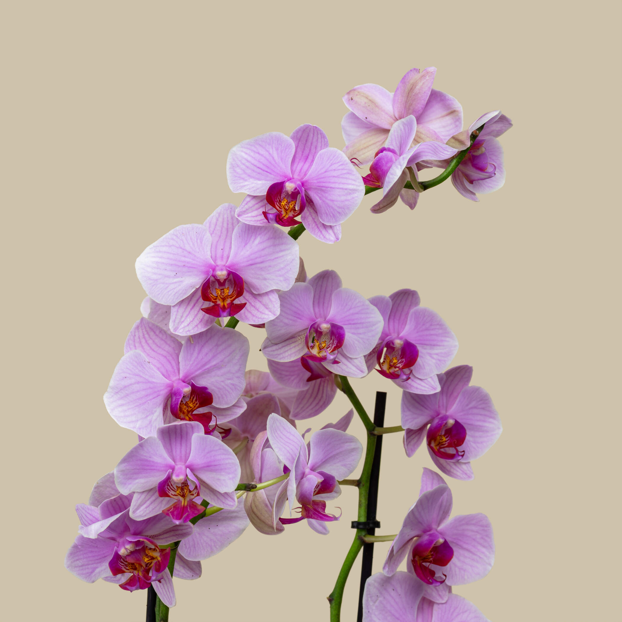 Sophisticated Orchid Sophisticated Orchid