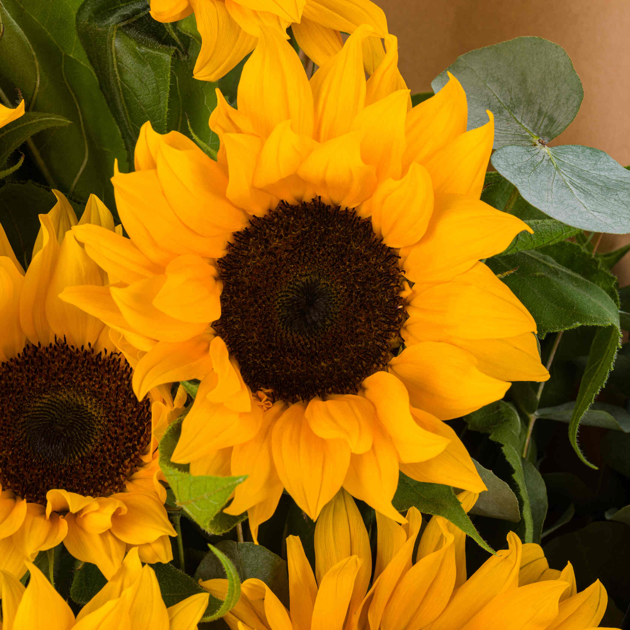 Morning Sun Bouquet Morning Sun Bouquet