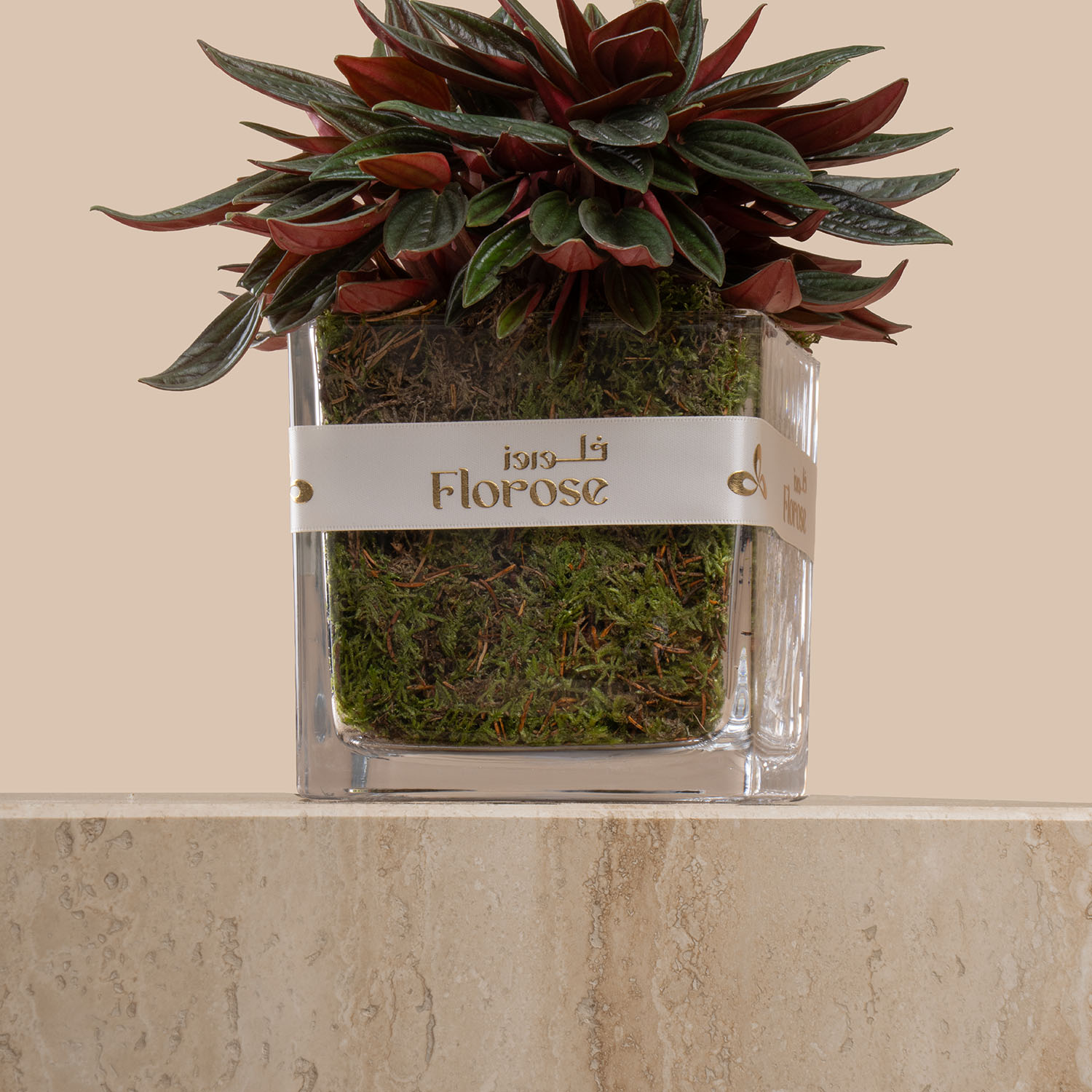 Peperomia Caperata Plant Peperomia Caperata Plant