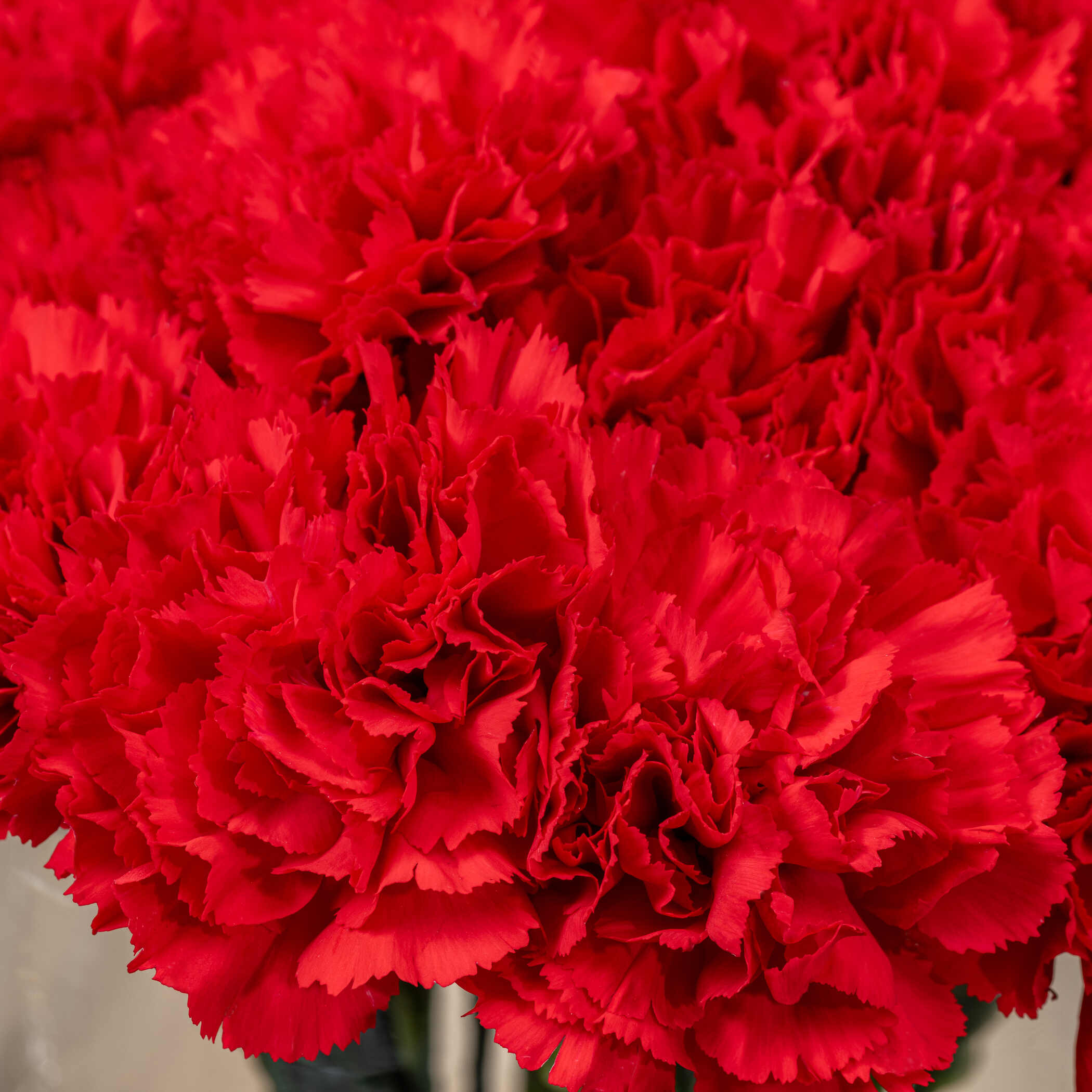 Red Carnation Vase Red Carnation Vase
