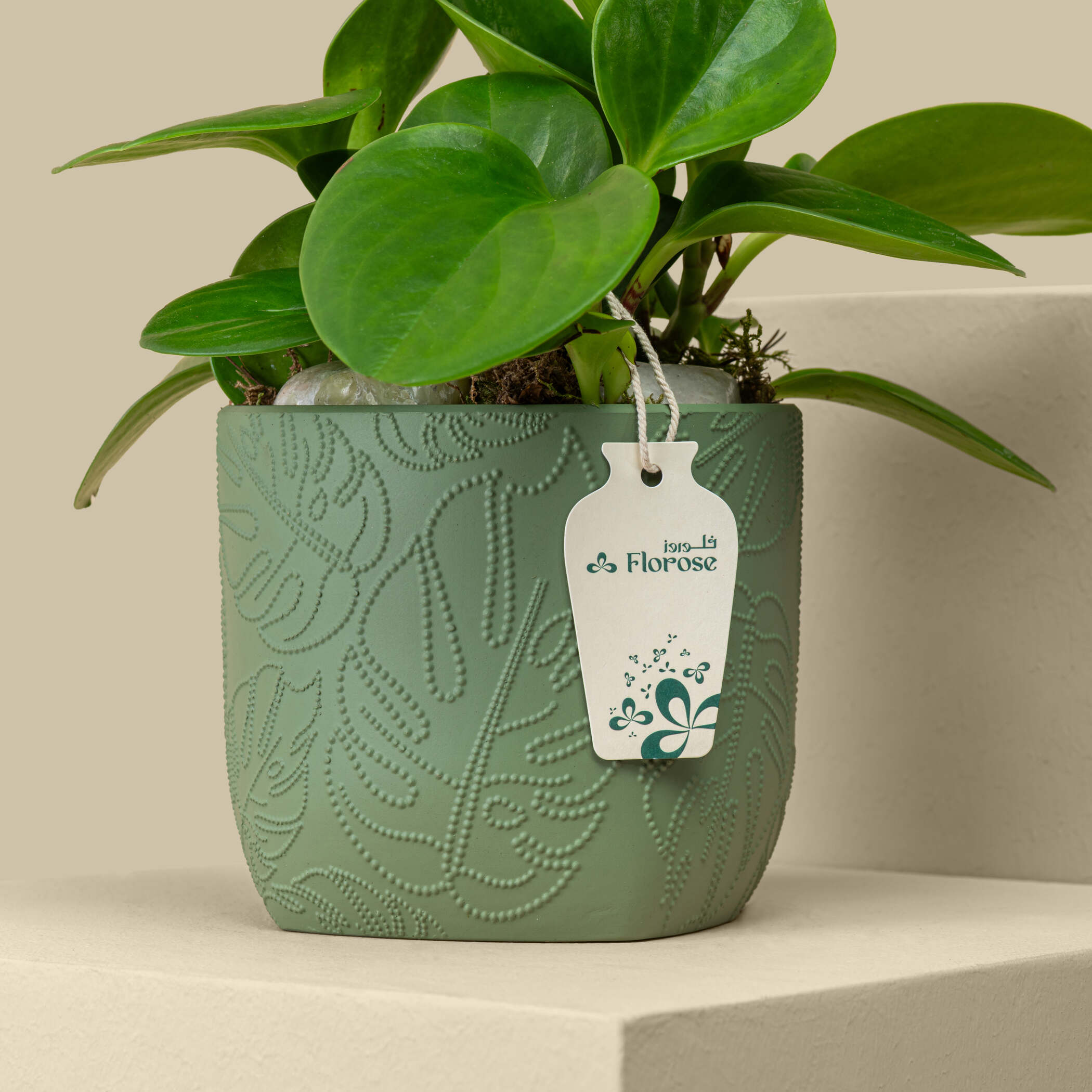 Small Pepromia Plant Small Pepromia Plant