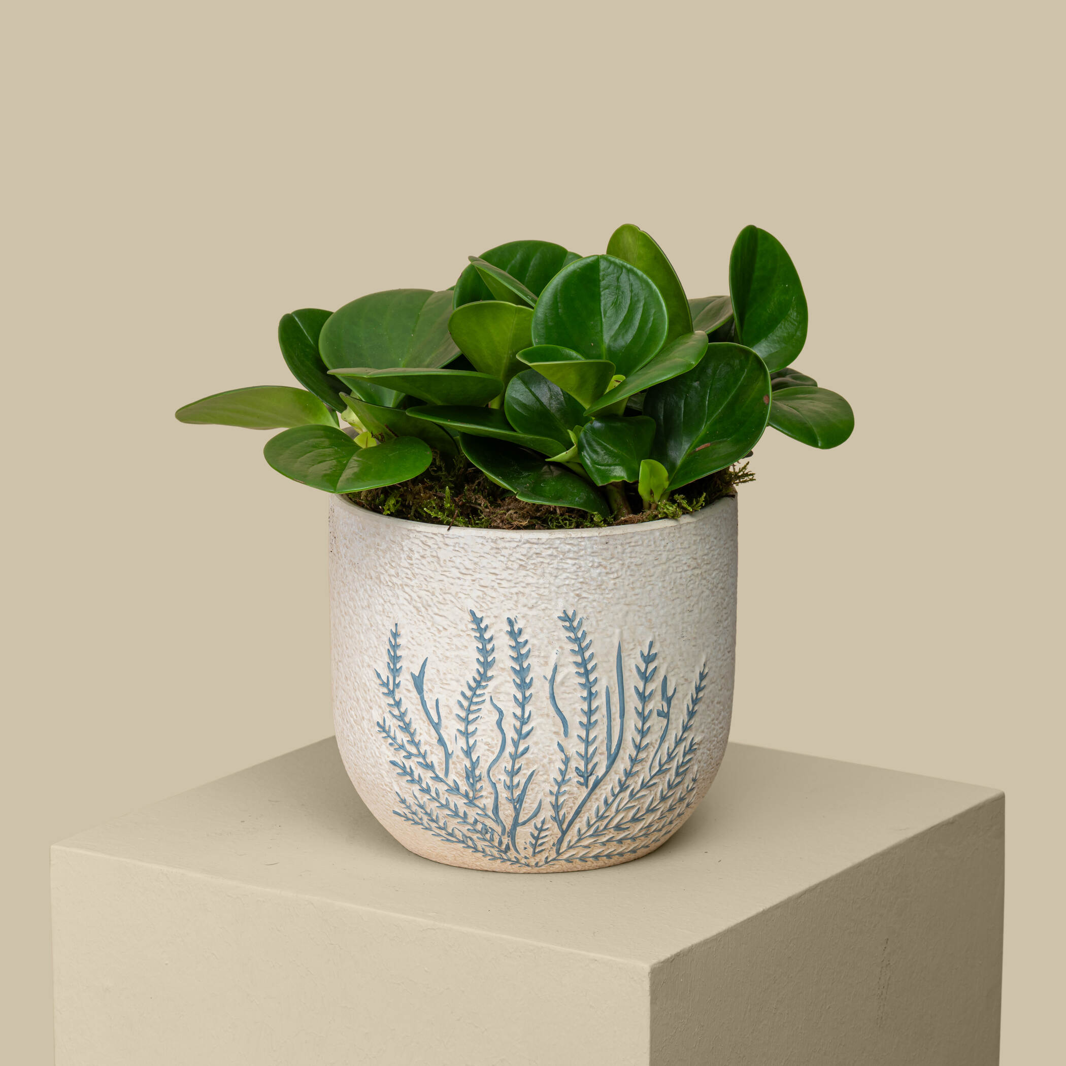 Striking Pepromia Plant Striking Pepromia Plant