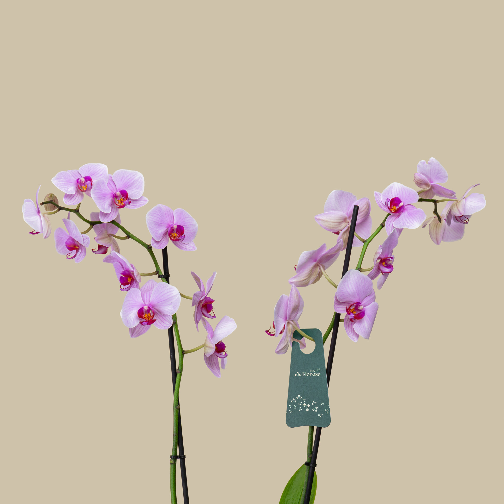 Charming Orchid Plant Charming Orchid Plant
