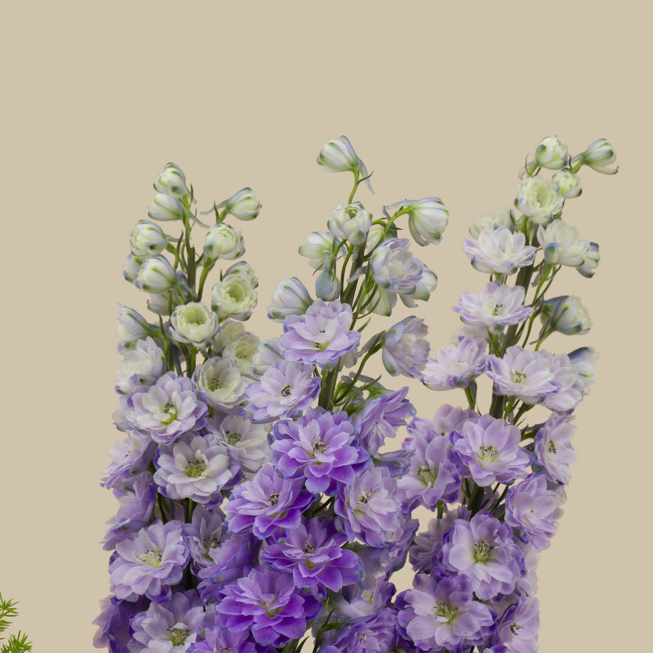 Purple Hint Vase Purple Hint Vase