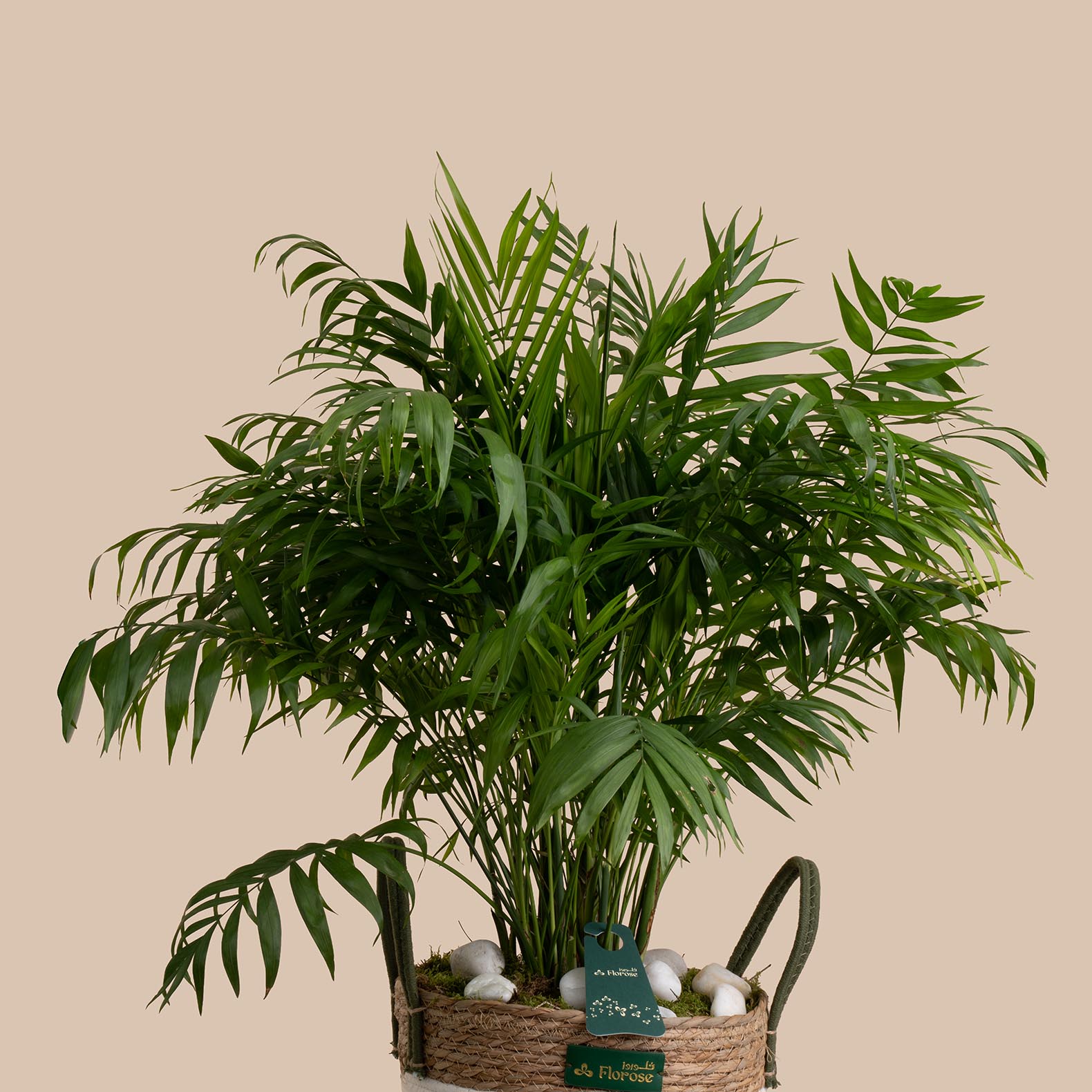 Chamaedorea Plant Basket | Saudi National Day Balloon Set Chamaedorea Plant Basket | Saudi National Day Balloon Set