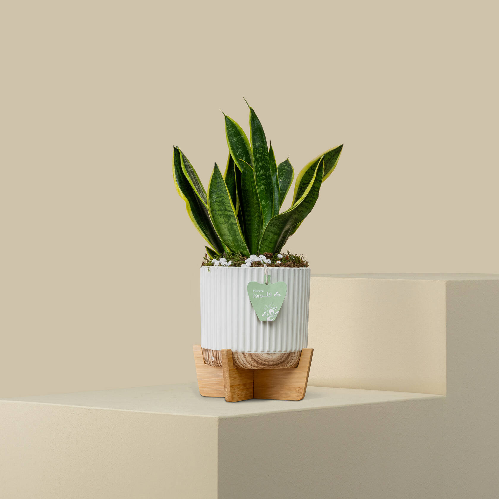 Sansevieria Plant Sansevieria Plant