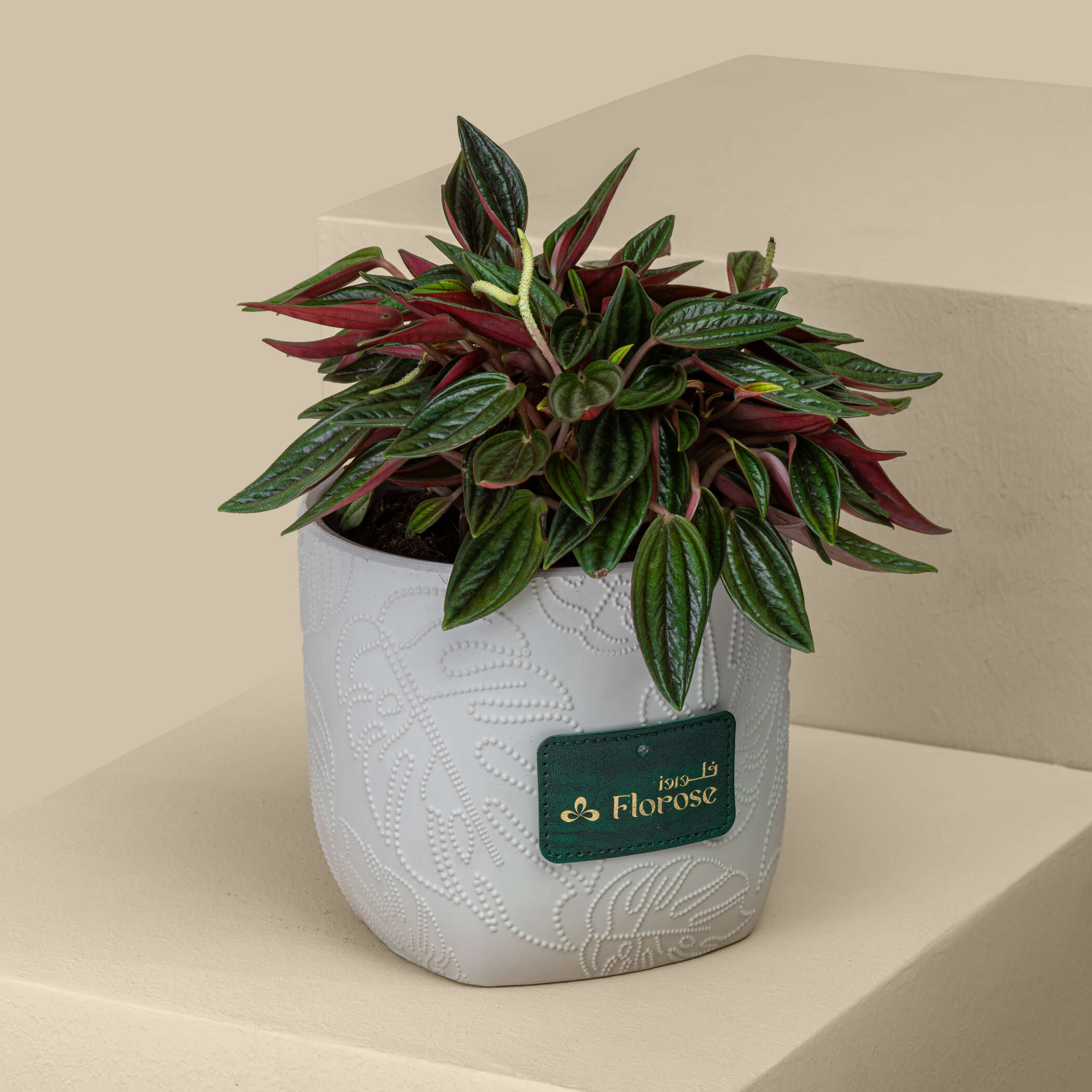 Unique Peperomia Plant Unique Peperomia Plant