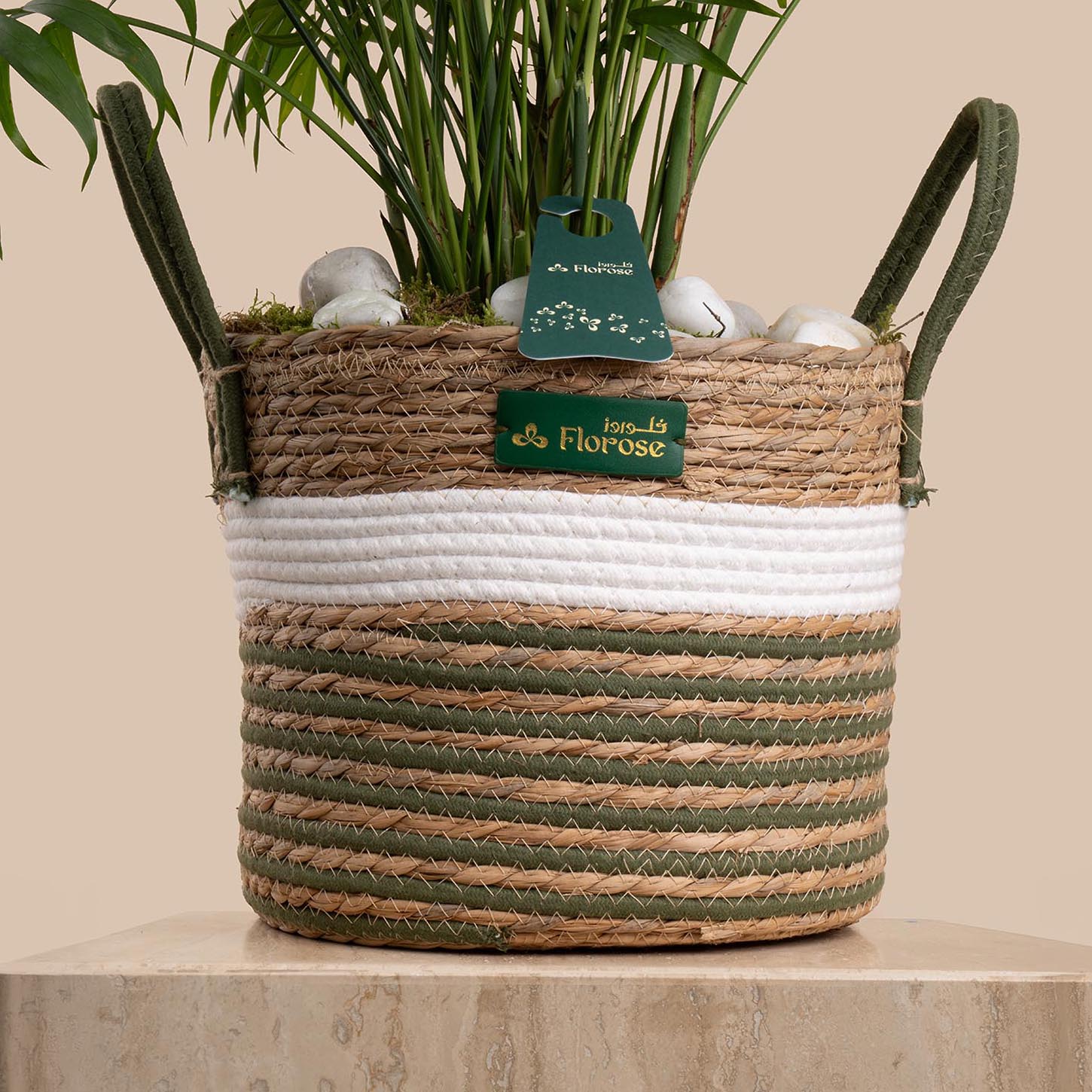 Chamaedorea Plant Basket | Saudi National Day Balloon Set Chamaedorea Plant Basket | Saudi National Day Balloon Set
