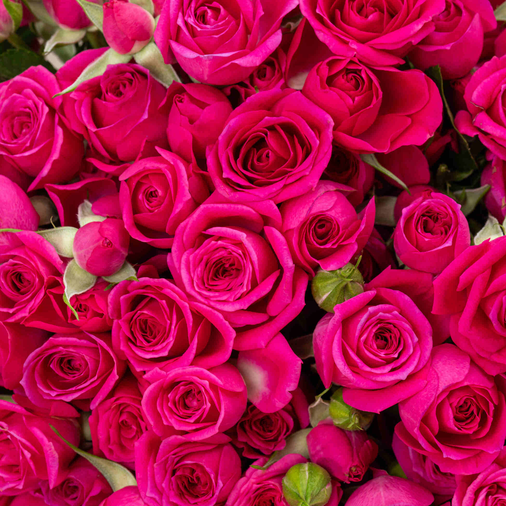Inspiring Spray Rose Vase Fuchsia | 50 Flowers Inspiring Spray Rose Vase Fuchsia | 50 Flowers
