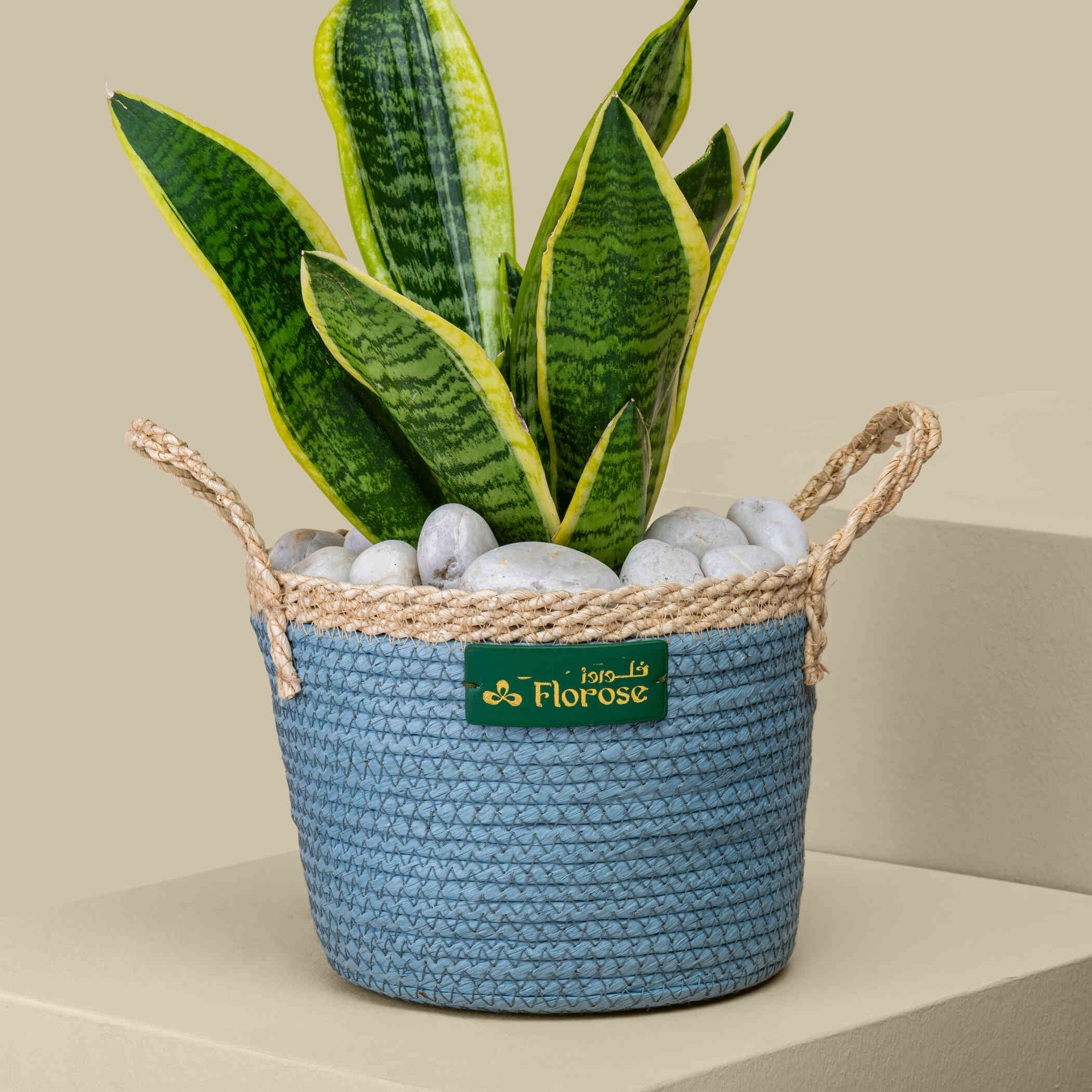 Elegant Sansevieria Plant Elegant Sansevieria Plant
