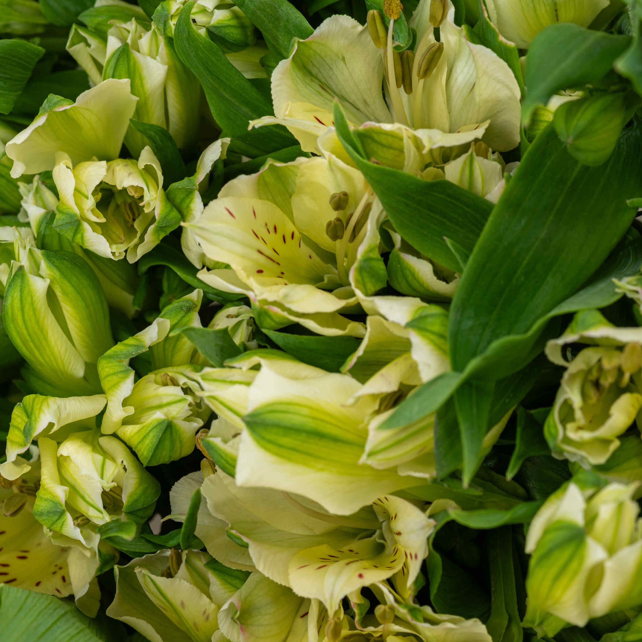 Alstroemeria White Bouquet Alstroemeria White Bouquet