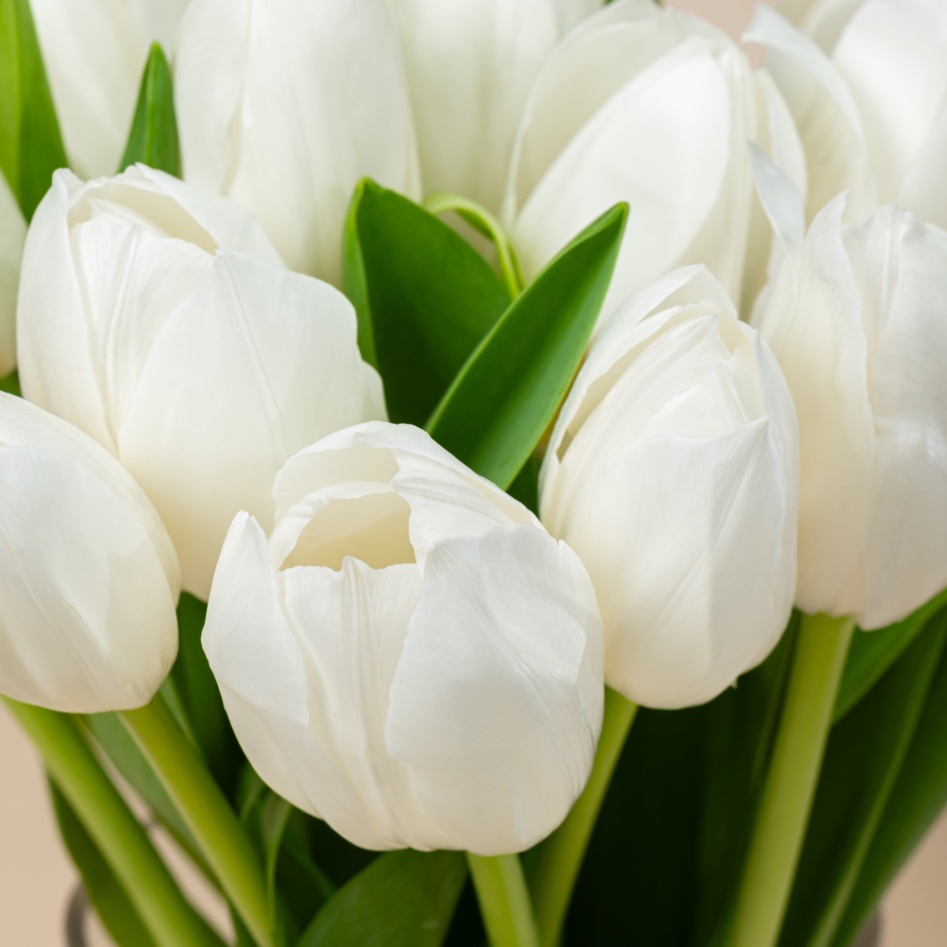White Tulip Vase White Tulip Vase