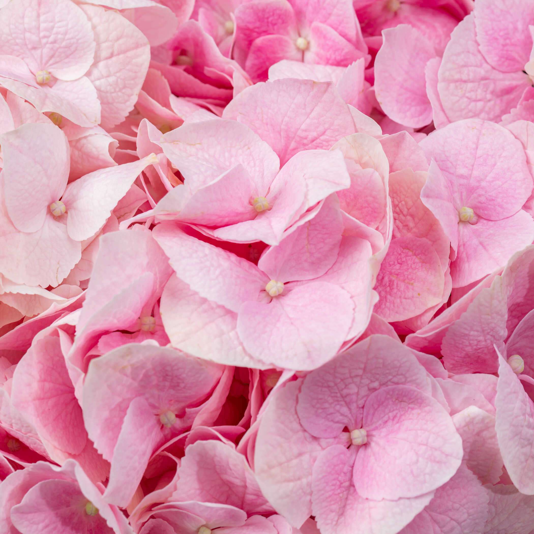 Pink Hydrangea Vase Pink Hydrangea Vase