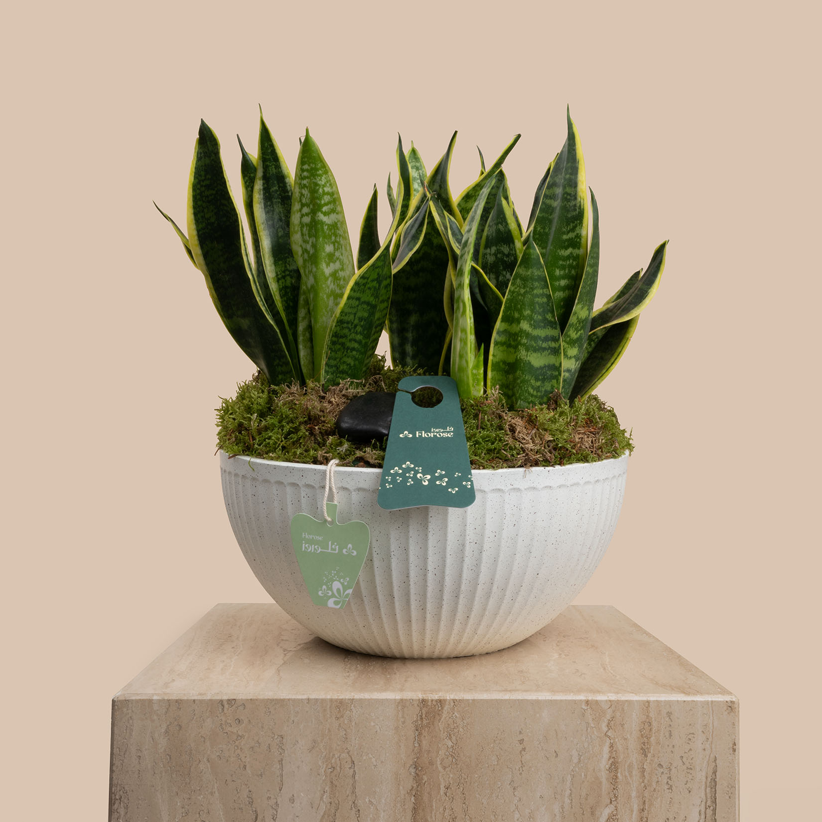 Sansevieria plant Pot | National Day Balloon Set Sansevieria plant Pot | National Day Balloon Set