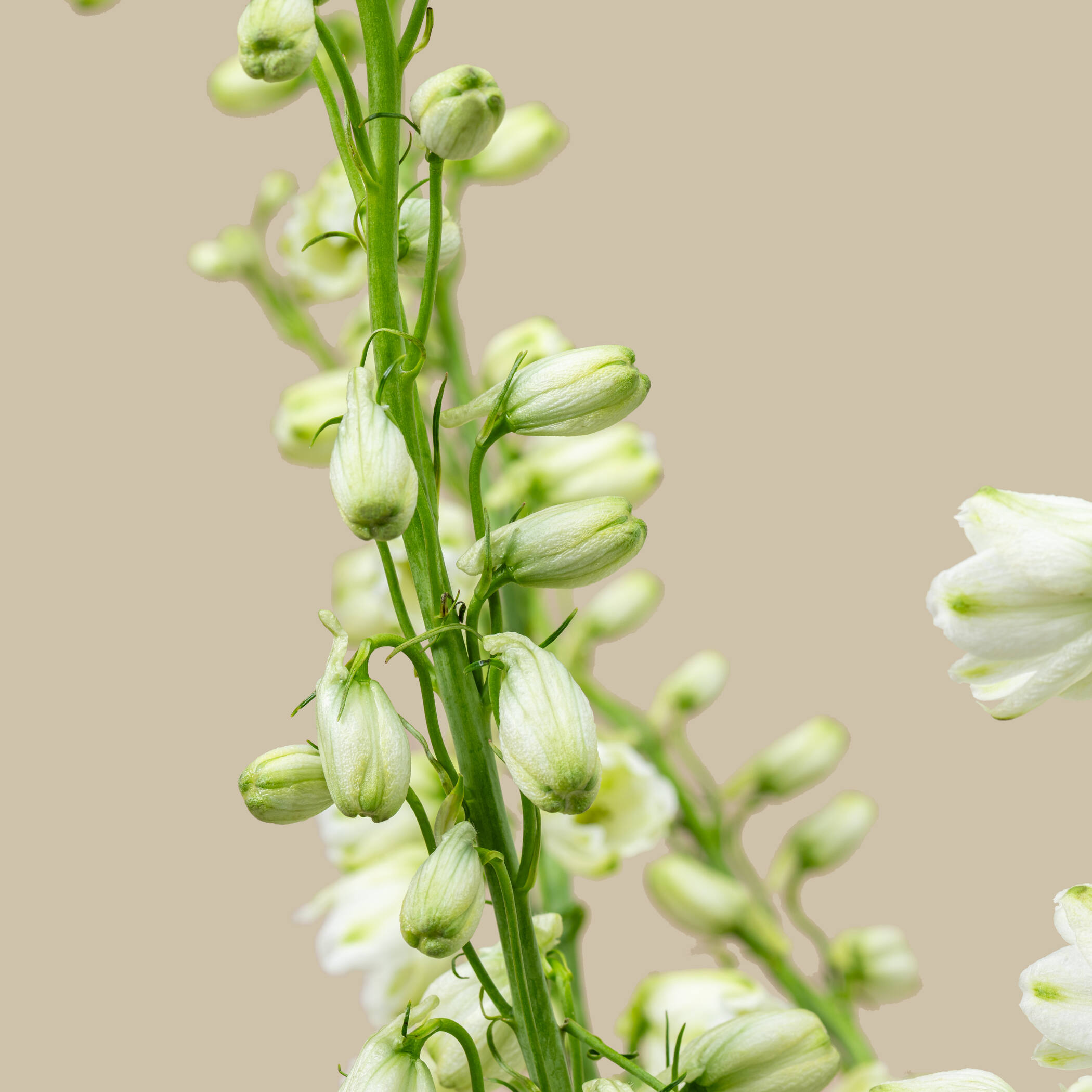 White Delphinium Vase White Delphinium Vase
