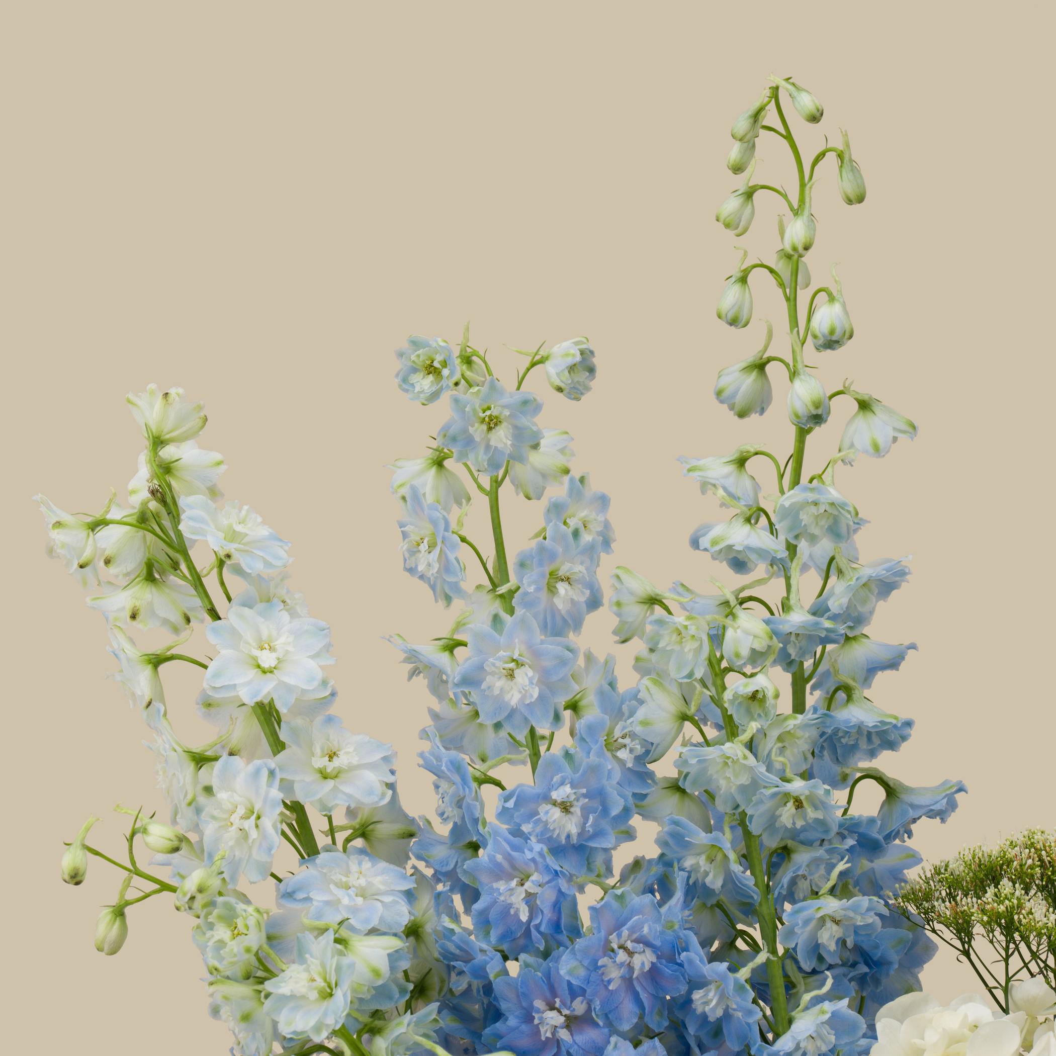 Sky’s Embrace Round Vase Sky’s Embrace Round Vase