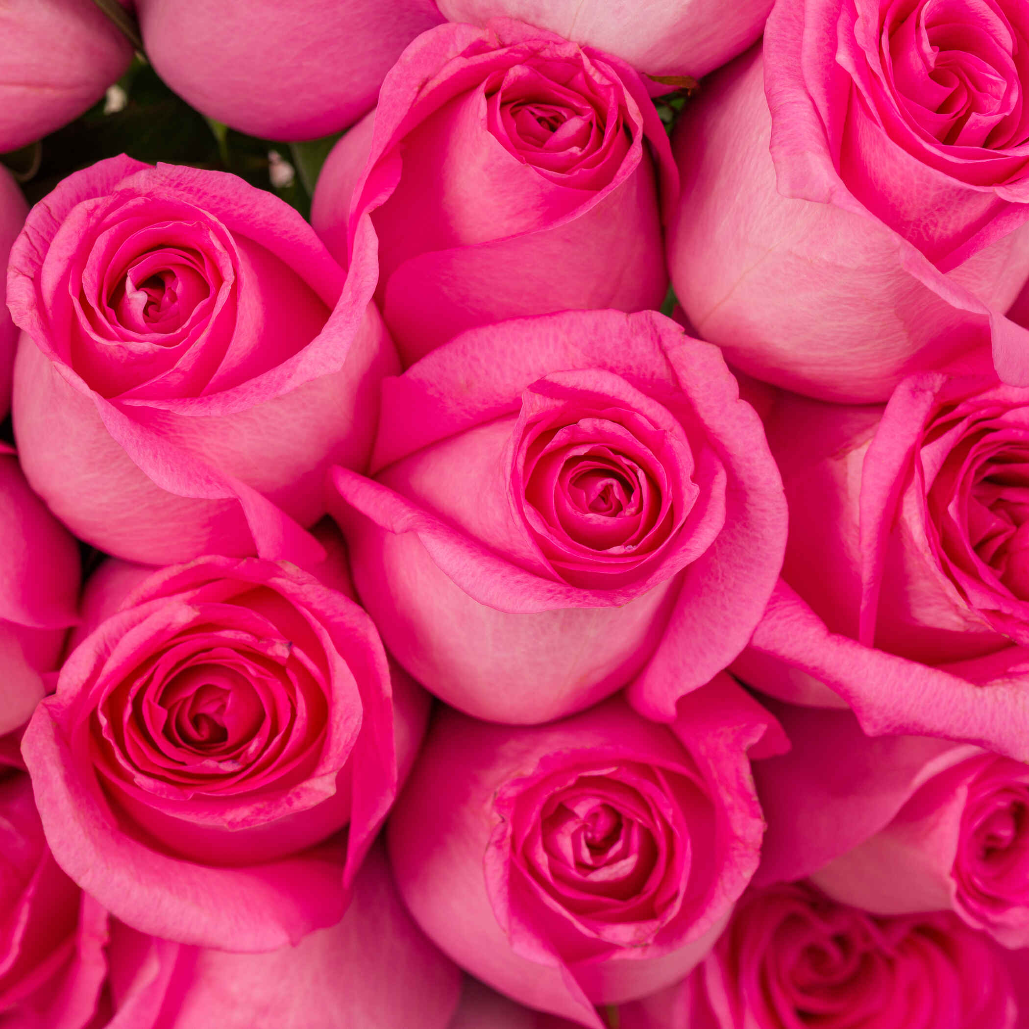Pink Butterfly Bouquet Pink Butterfly Bouquet