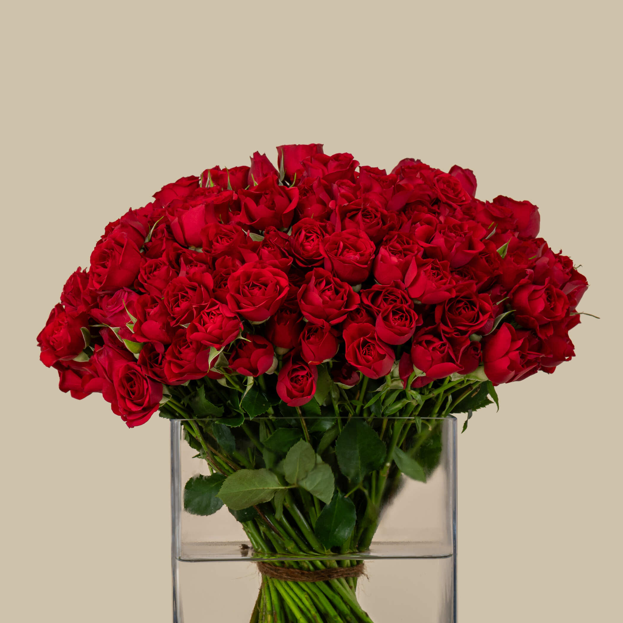 Perfect Spray Rose Square Vase Red | 50 Flowers Perfect Spray Rose Square Vase Red | 50 Flowers