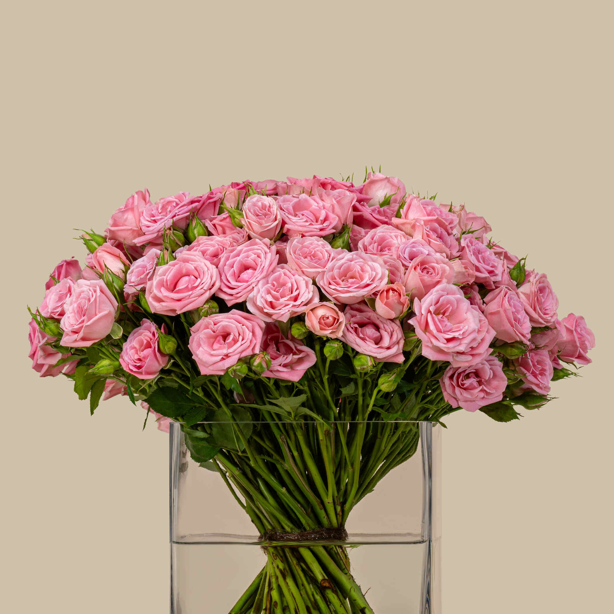 Perfect Spray Rose Square Vase Pink | 50 Flowers Perfect Spray Rose Square Vase Pink | 50 Flowers