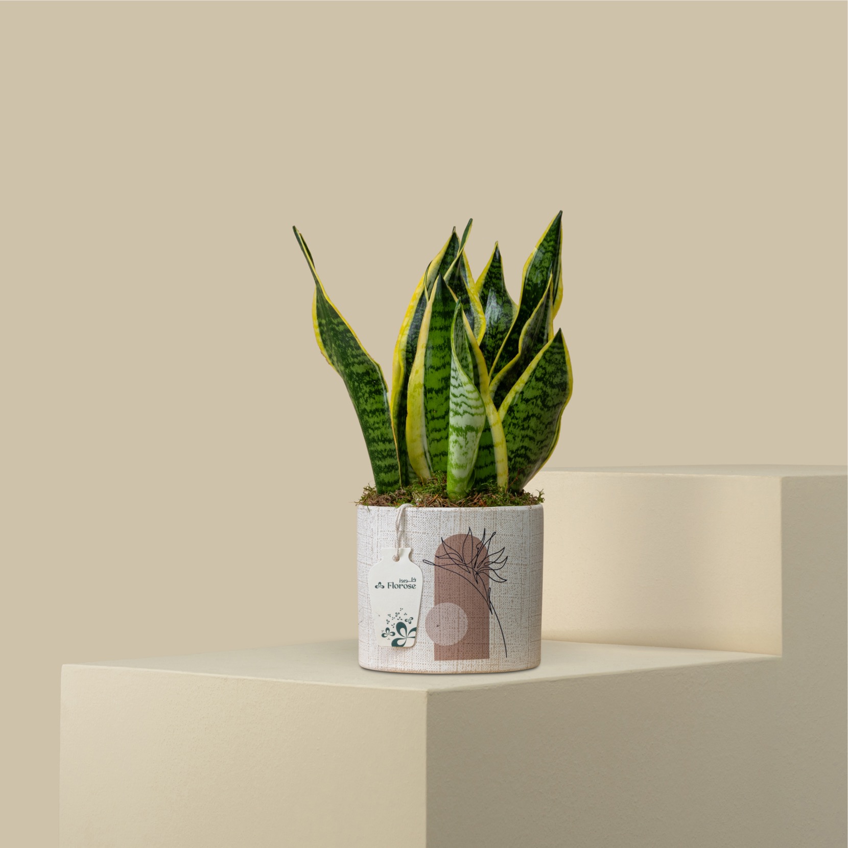 Natural Sansevieria Plant Natural Sansevieria Plant