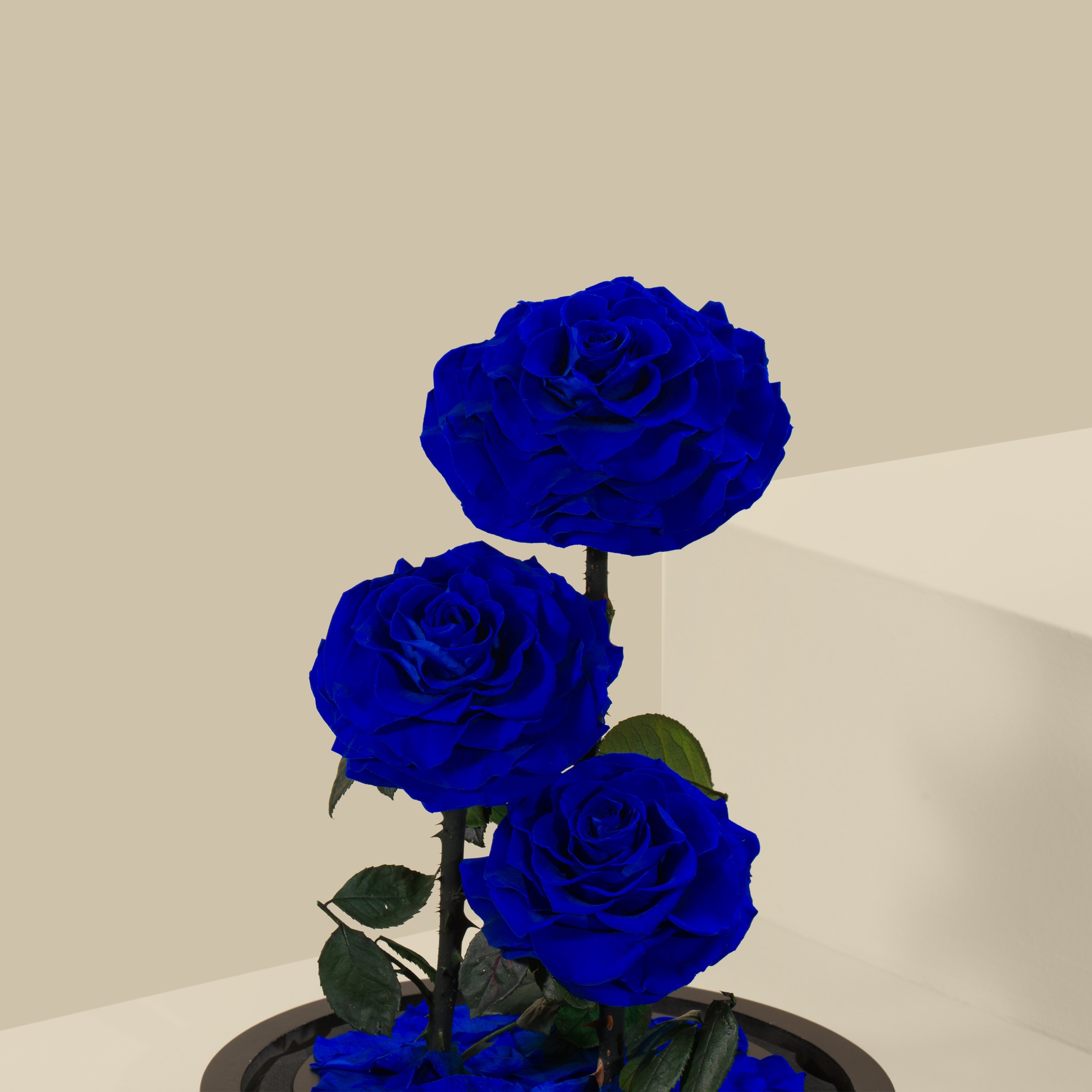 3 Preserved Blue Roses 3 Preserved Blue Roses
