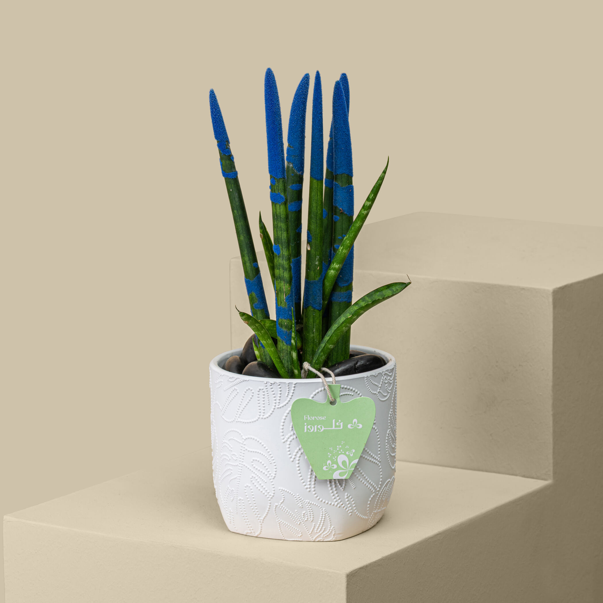 Sansevieria Blue Plant Sansevieria Blue Plant