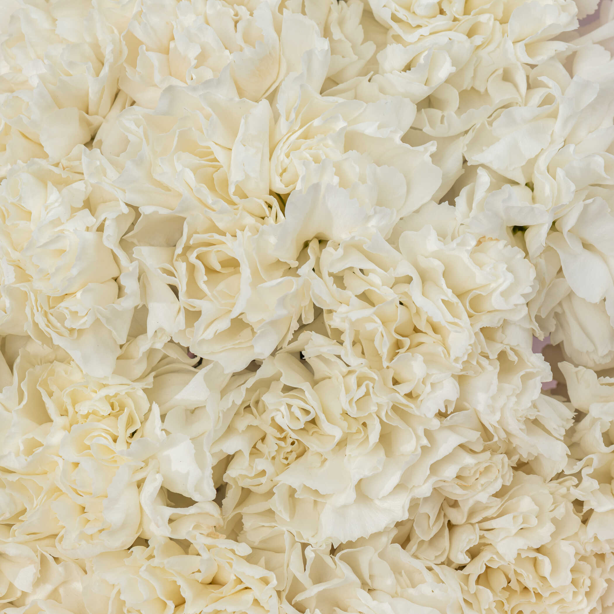 White Carnation Bouquet White Carnation Bouquet