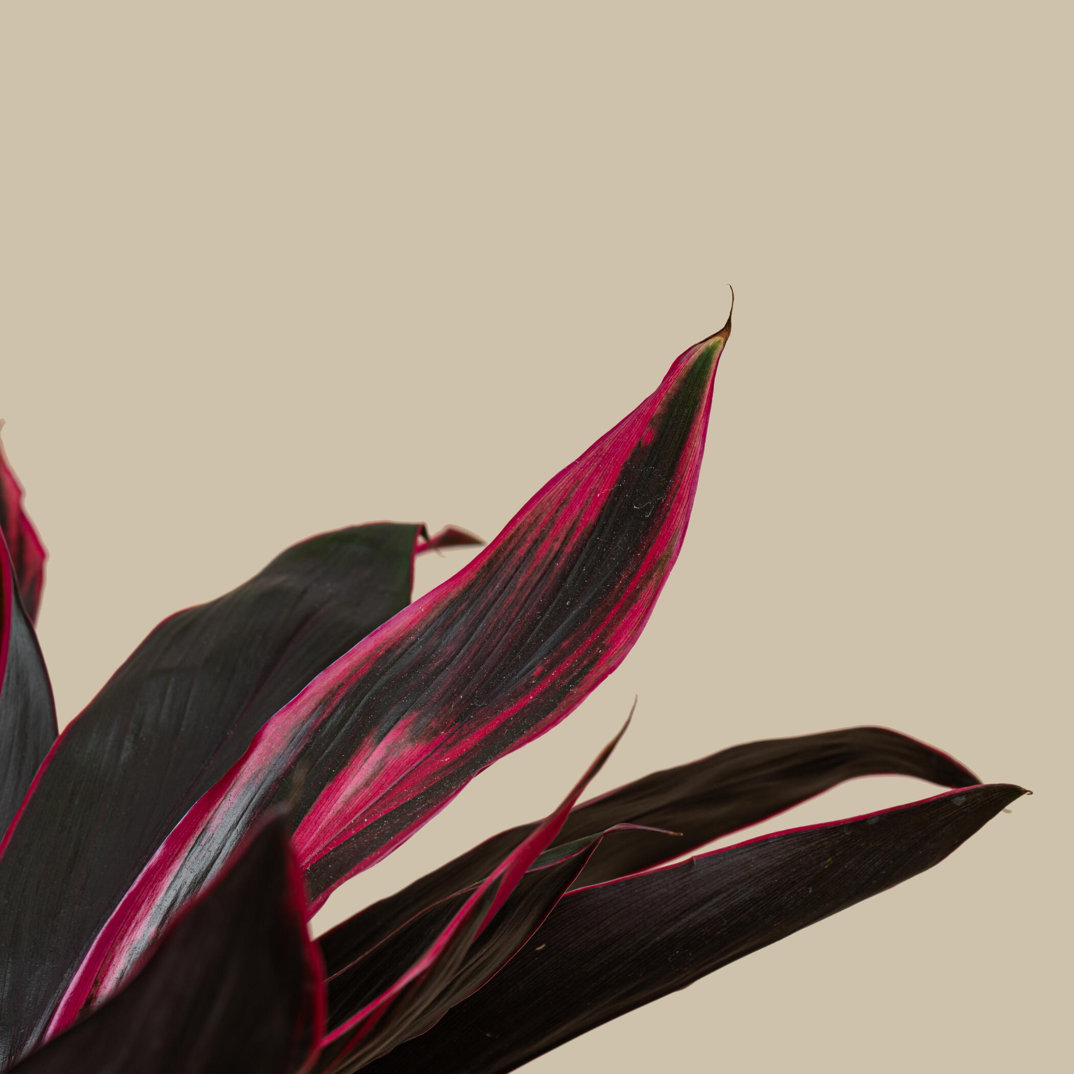 Charming Cordyline Plant Charming Cordyline Plant