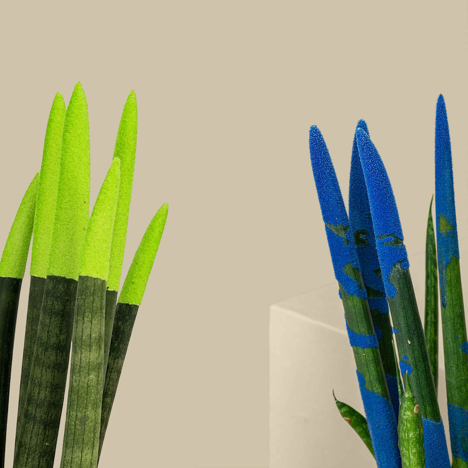 Colorful Sansevieria Plant Colorful Sansevieria Plant