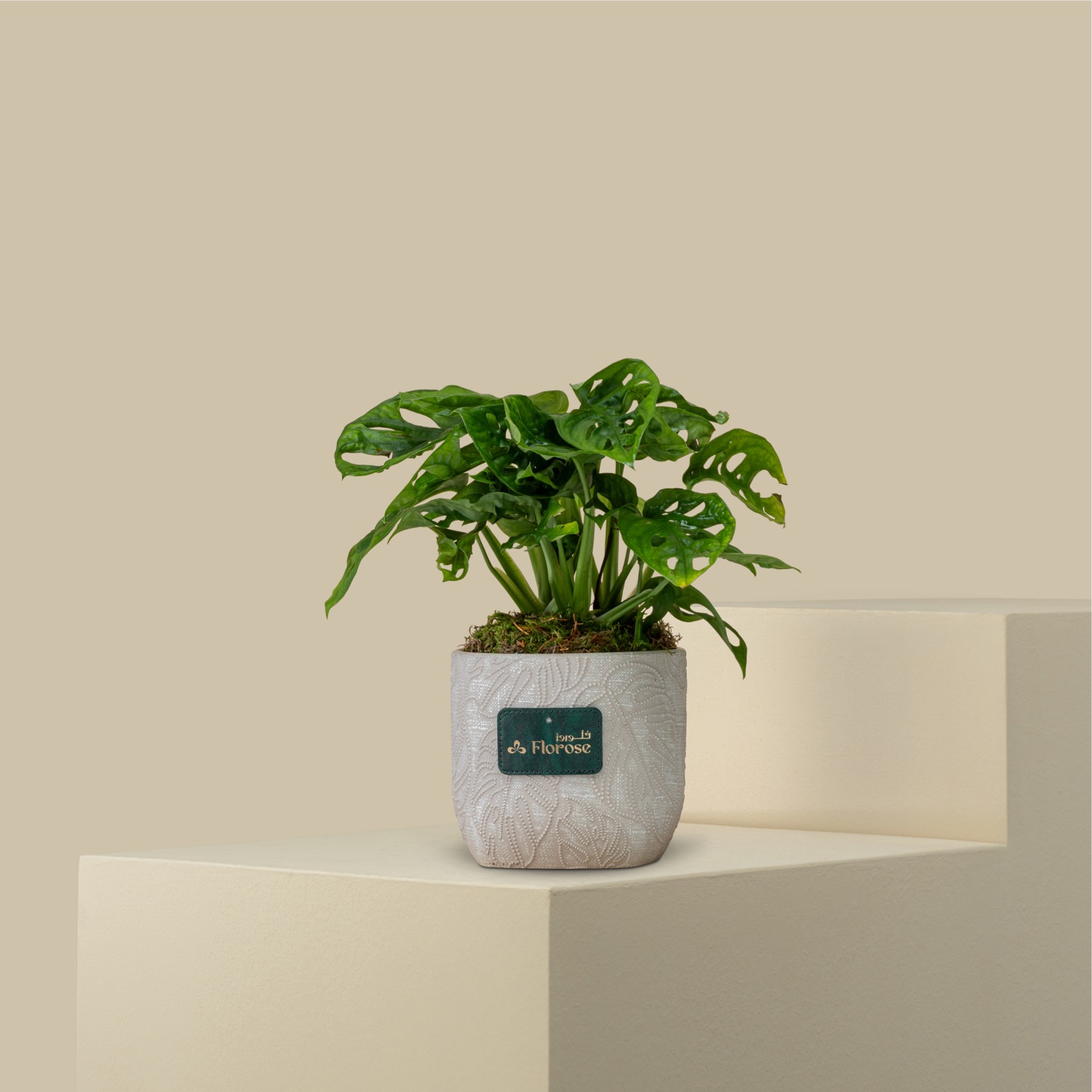 Small Monstera Plant Small Monstera Plant