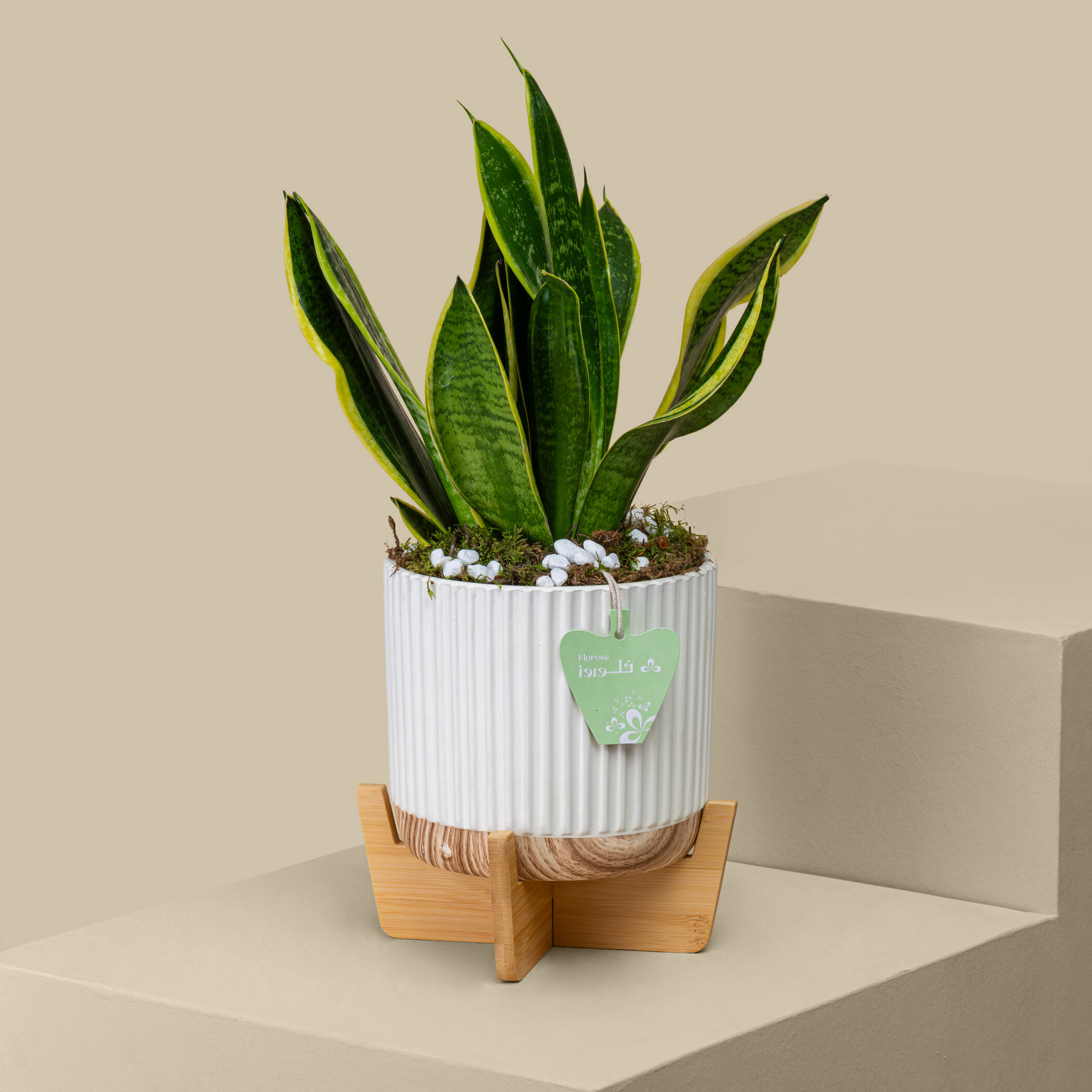 Sansevieria Plant Sansevieria Plant