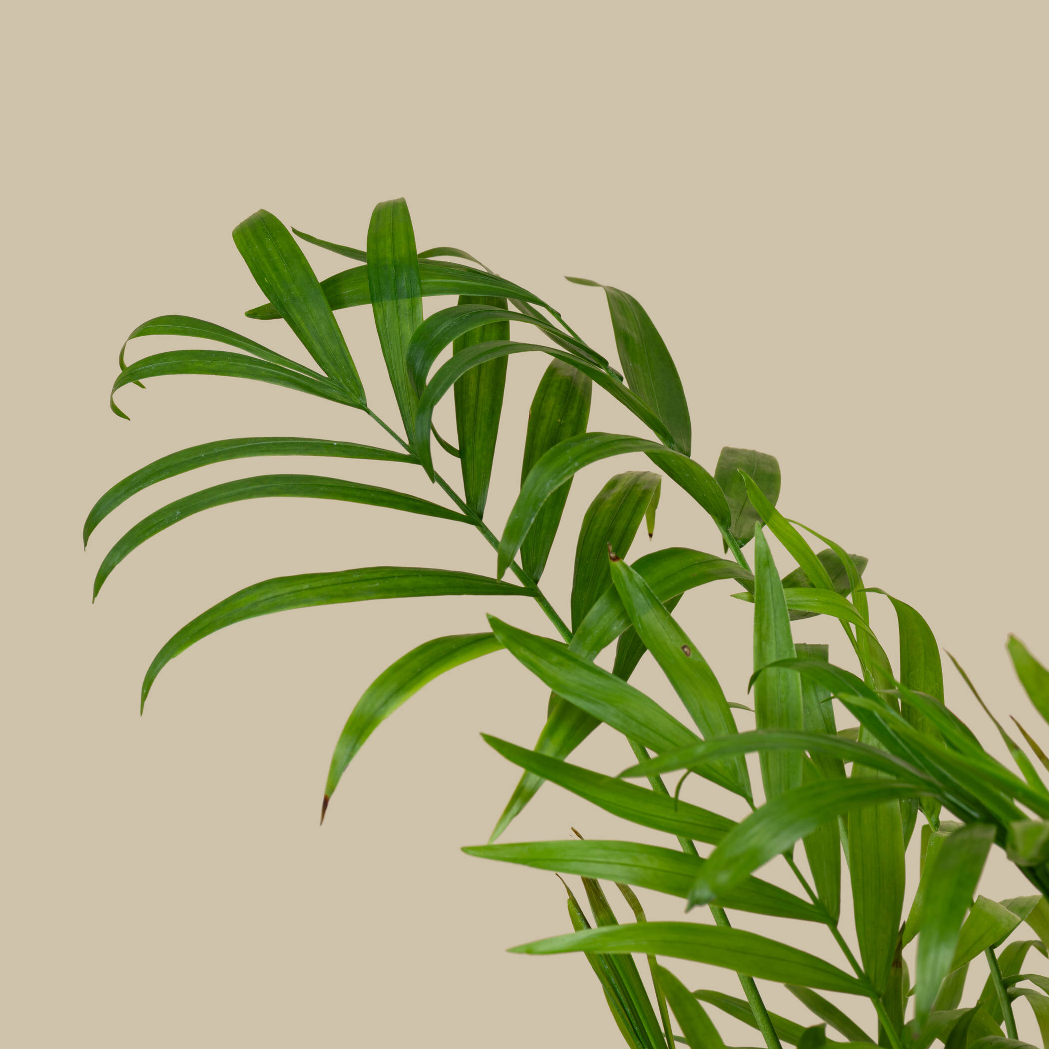نبات كاميدوريا صغير نبات كاميدوريا صغير