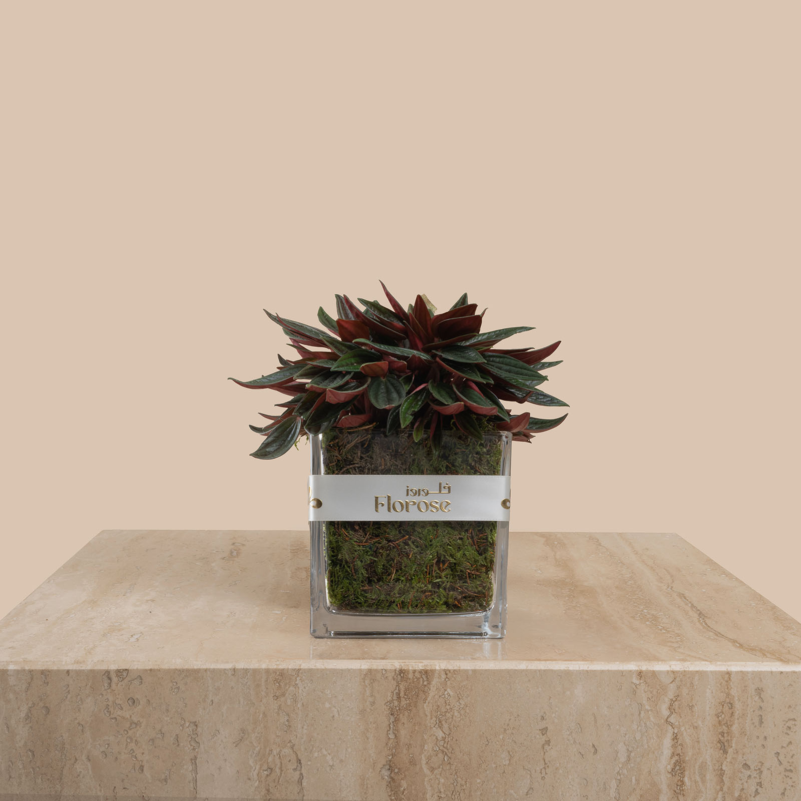 Peperomia Caperata Plant Peperomia Caperata Plant