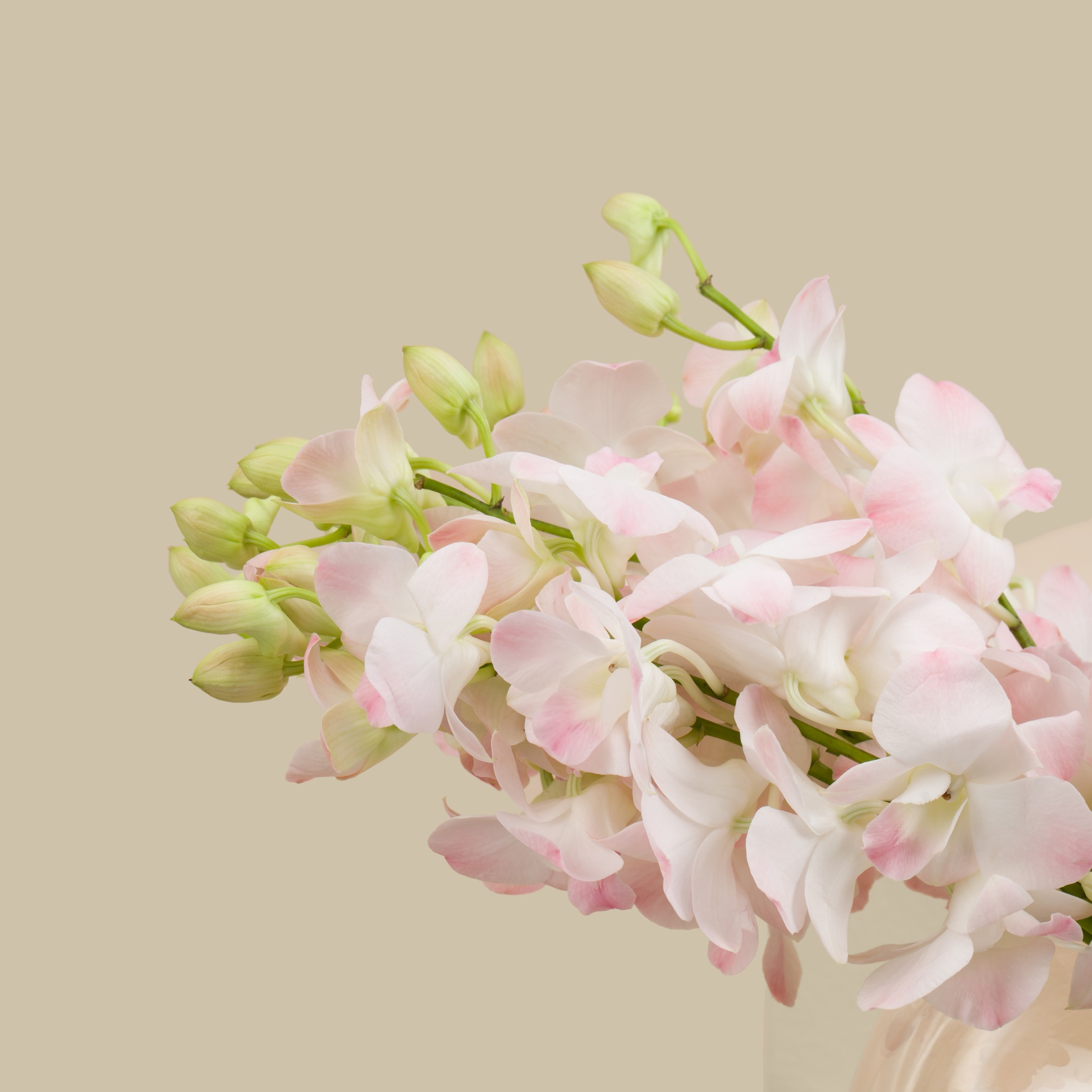 Petal Odyssey Round Vase Petal Odyssey Round Vase