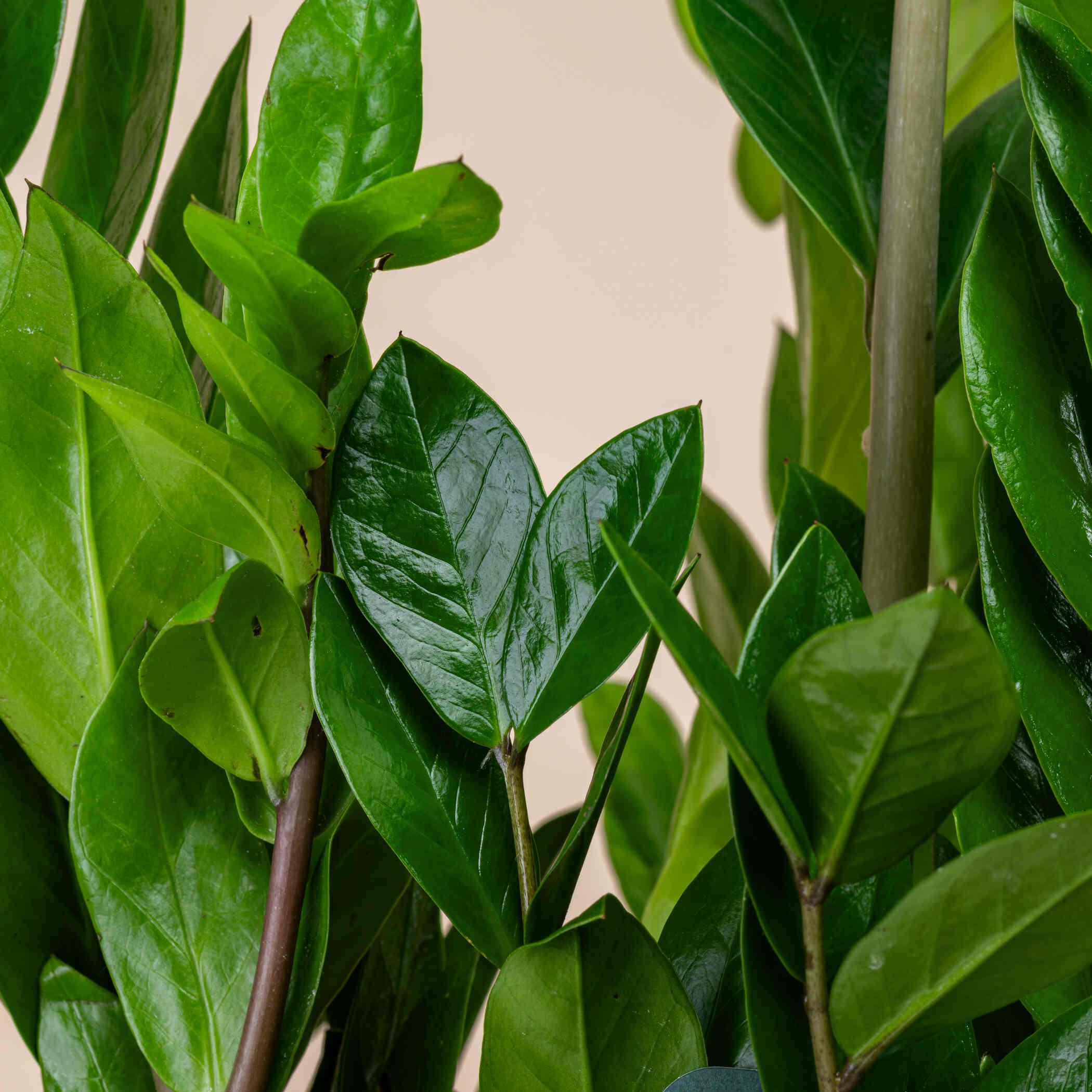 Wonderful Zanzibar Plant Wonderful Zanzibar Plant