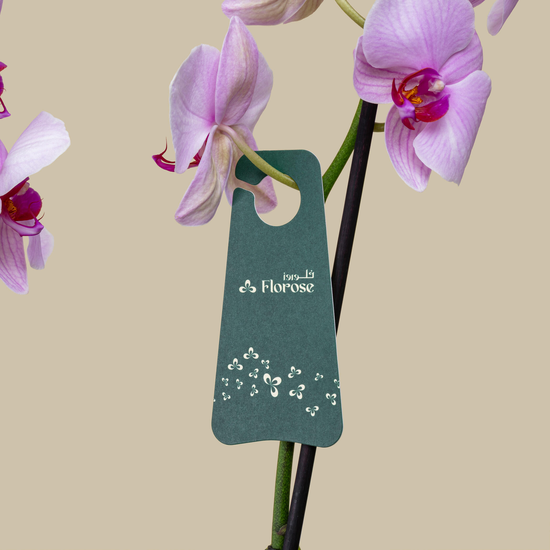 Charming Orchid Plant Charming Orchid Plant