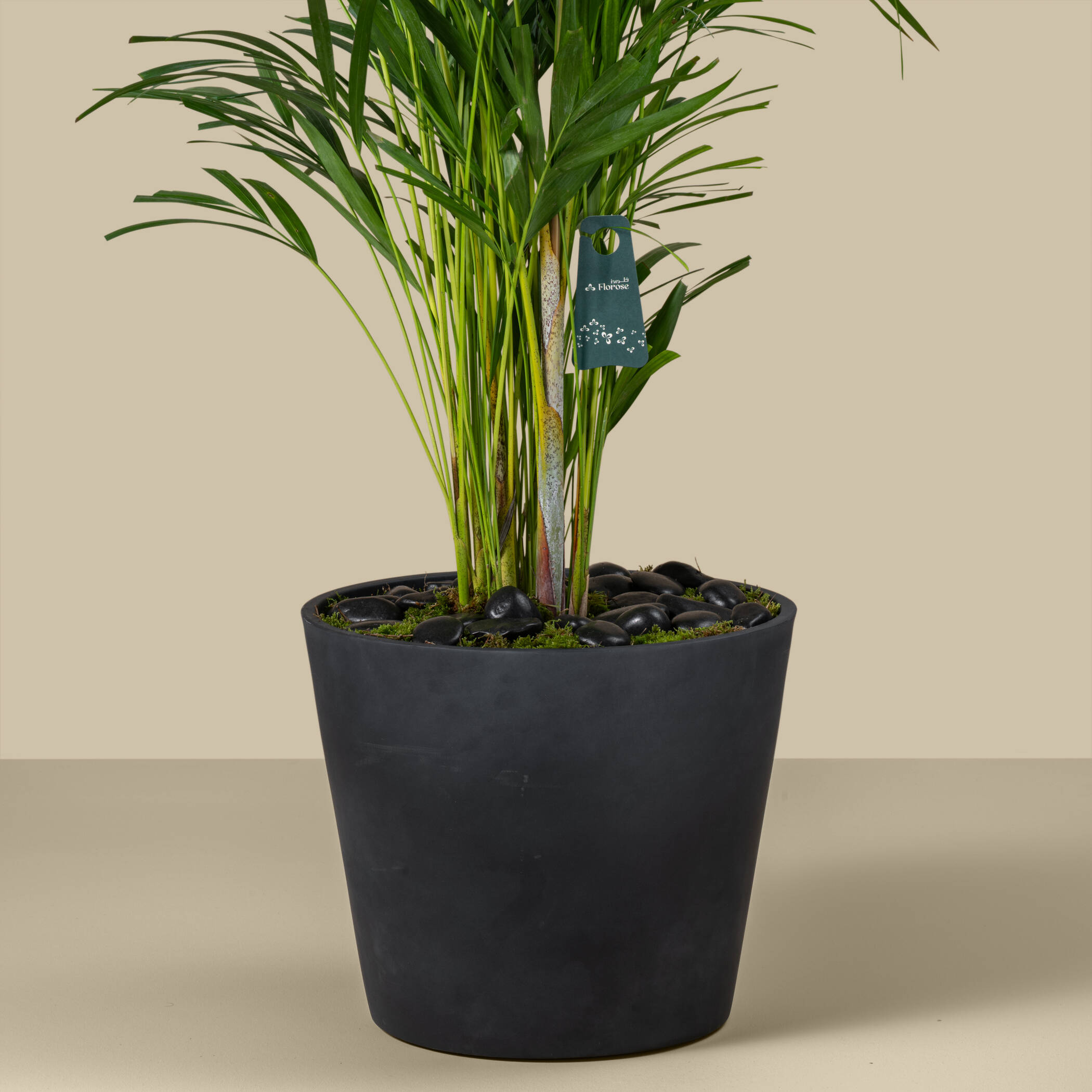Camedorea Harmonious Plant Camedorea Harmonious Plant