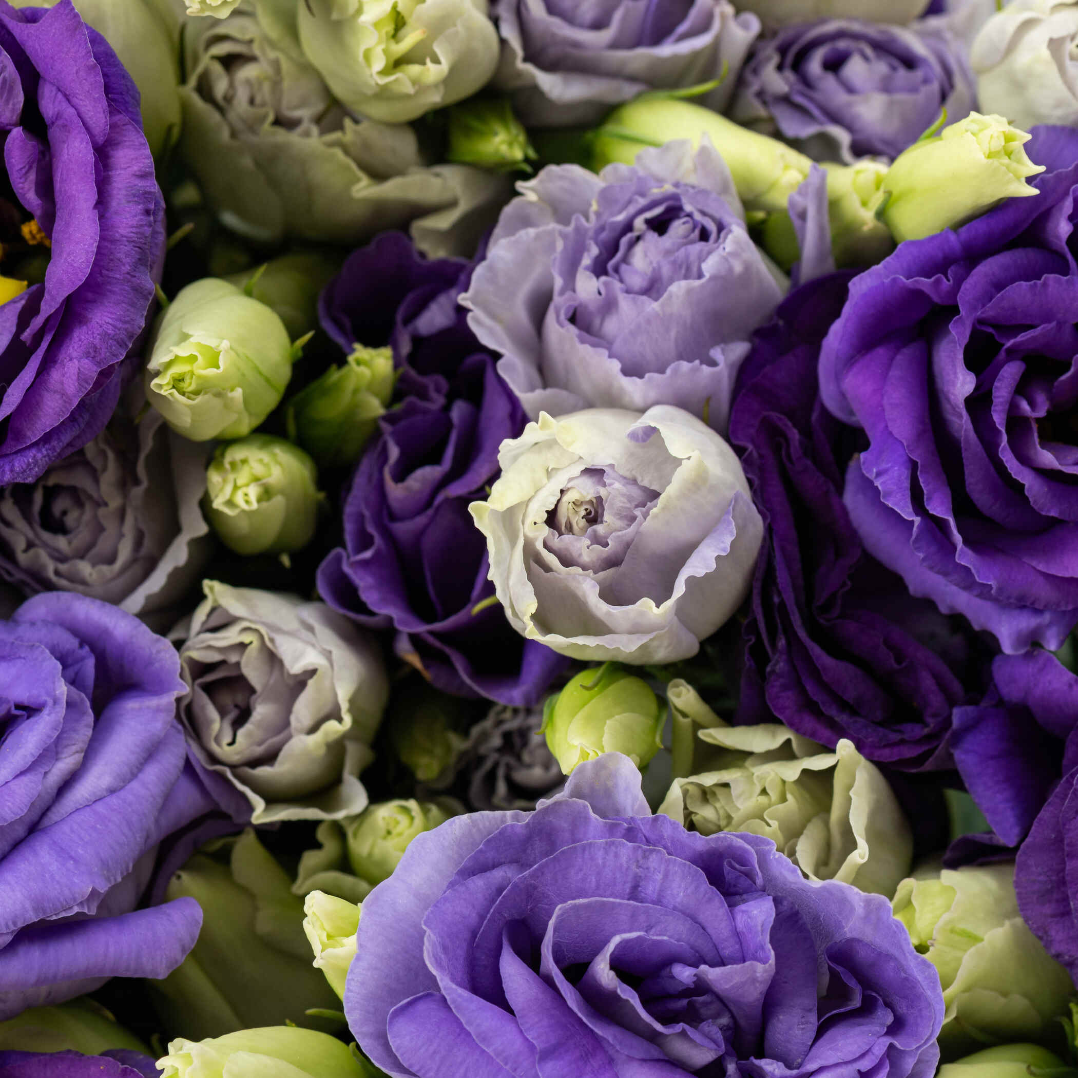 Blue Eustoma Bouquet Blue Eustoma Bouquet
