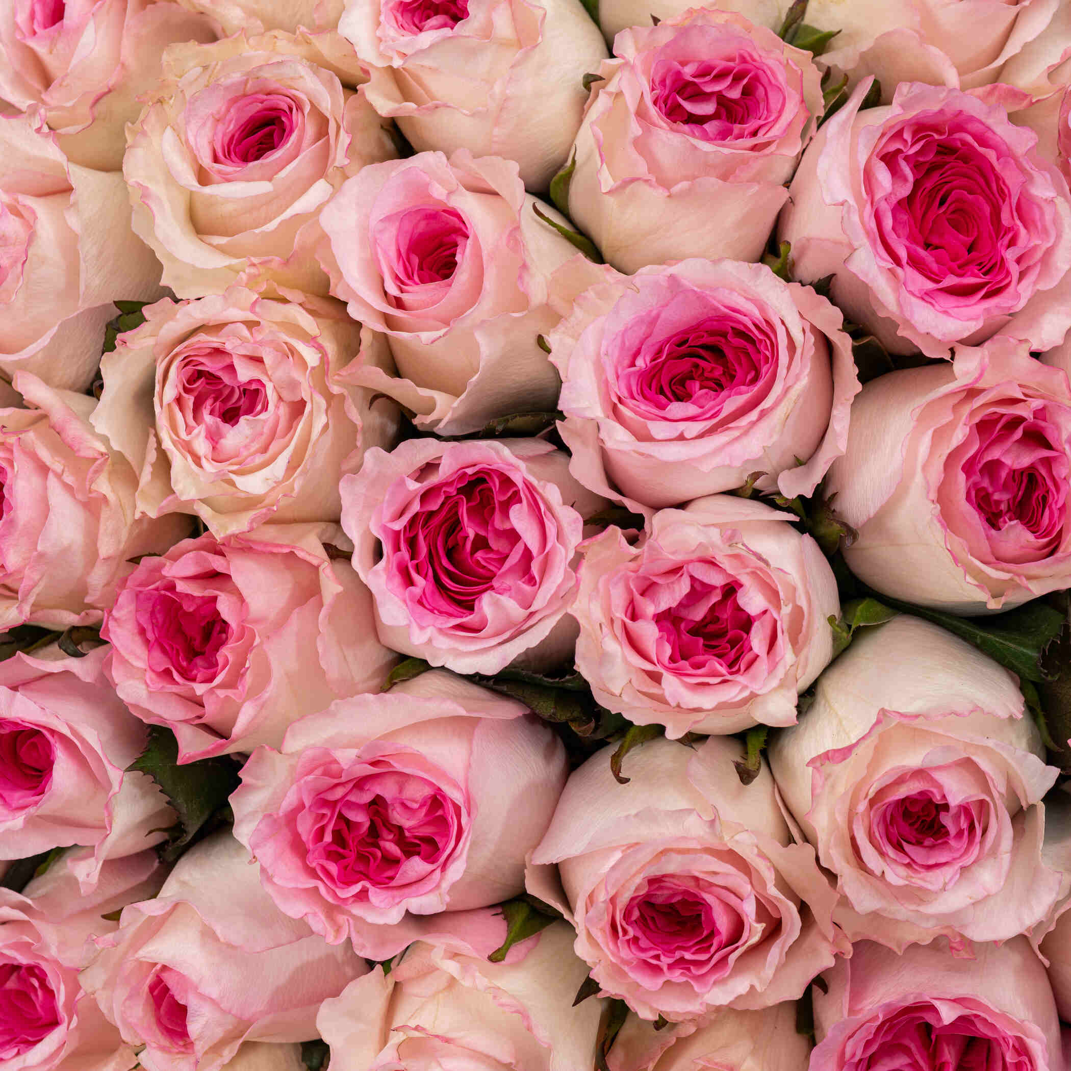 Frank Rosha Diamond Women's Watch | Beautiful Rose Bouquet Pink 100 Flowers Frank Rosha Diamond Women's Watch | Beautiful Rose Bouquet Pink 100 Flowers