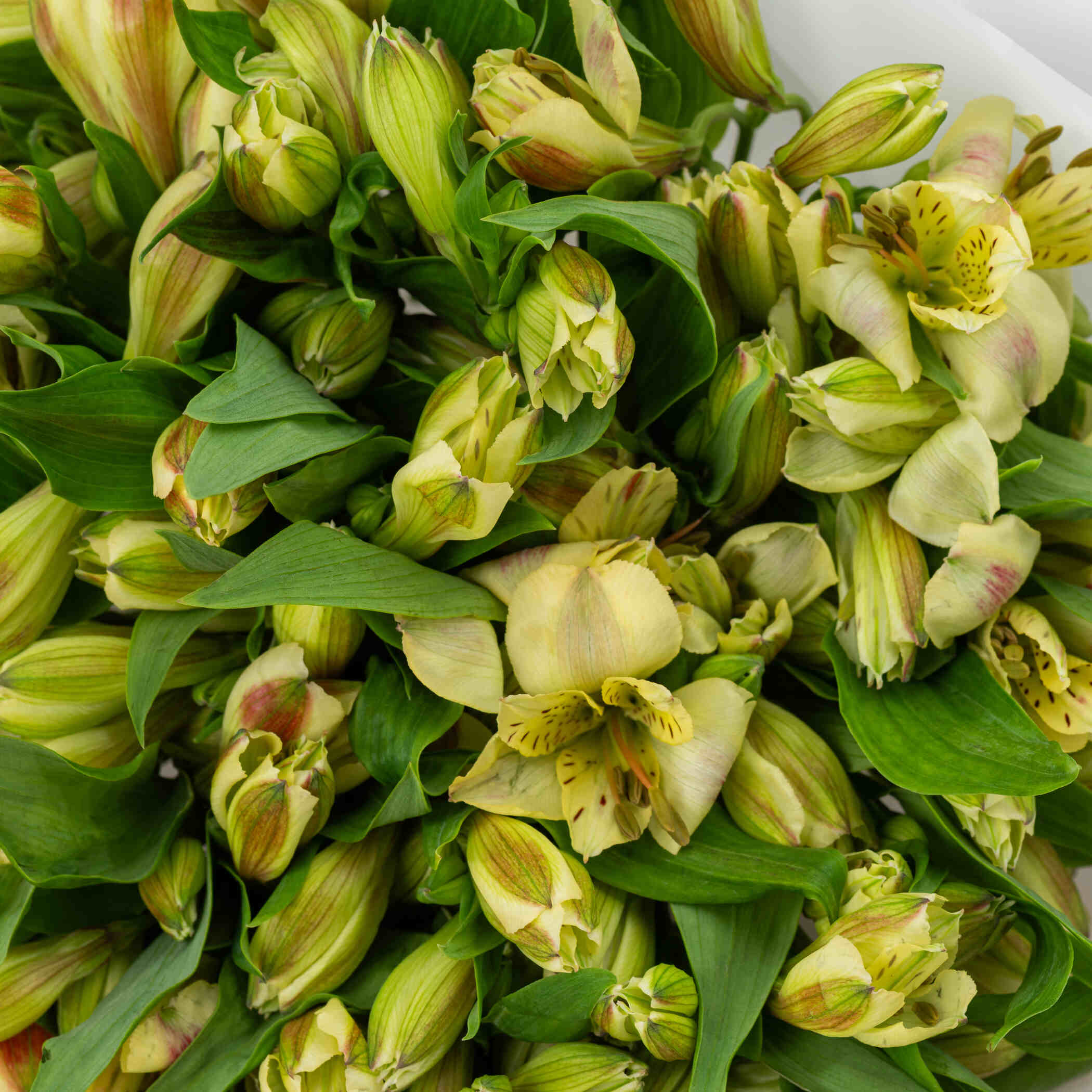 باقة الالستروميريا الصفراء باقة الالستروميريا الصفراء