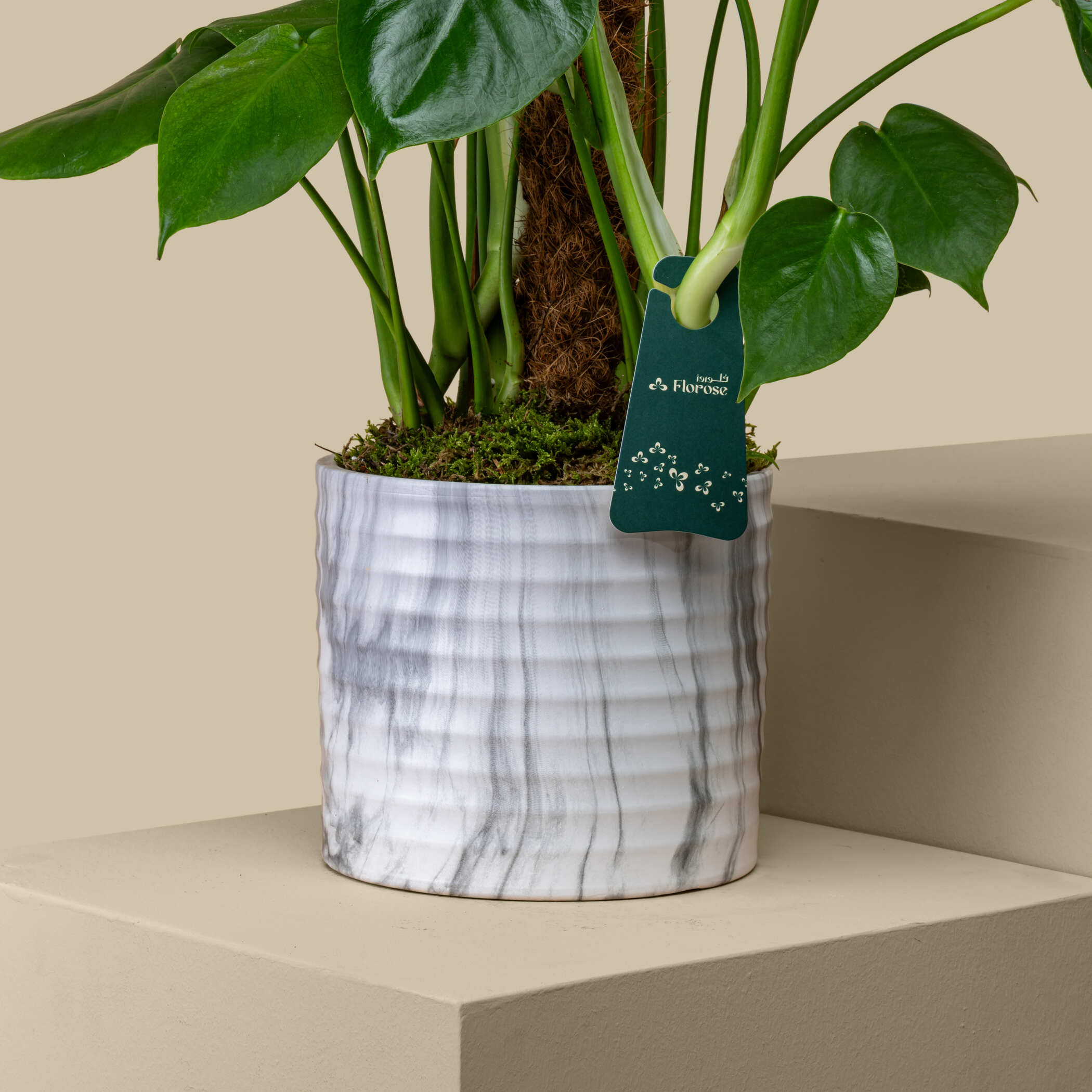 Green Monstera Plant Green Monstera Plant