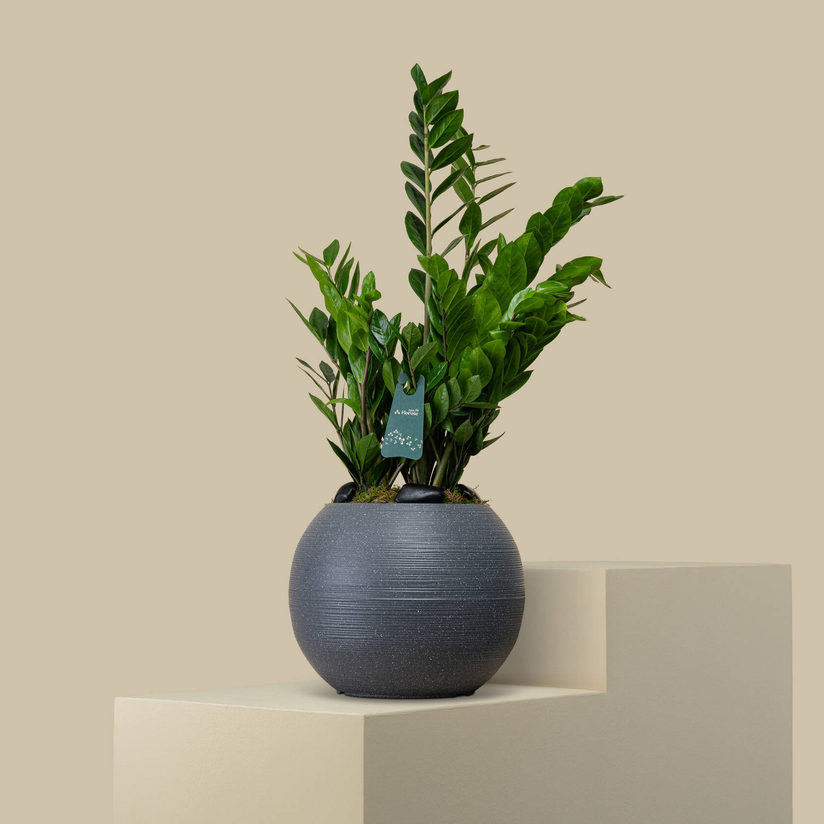 Wonderful Zanzibar Plant Wonderful Zanzibar Plant