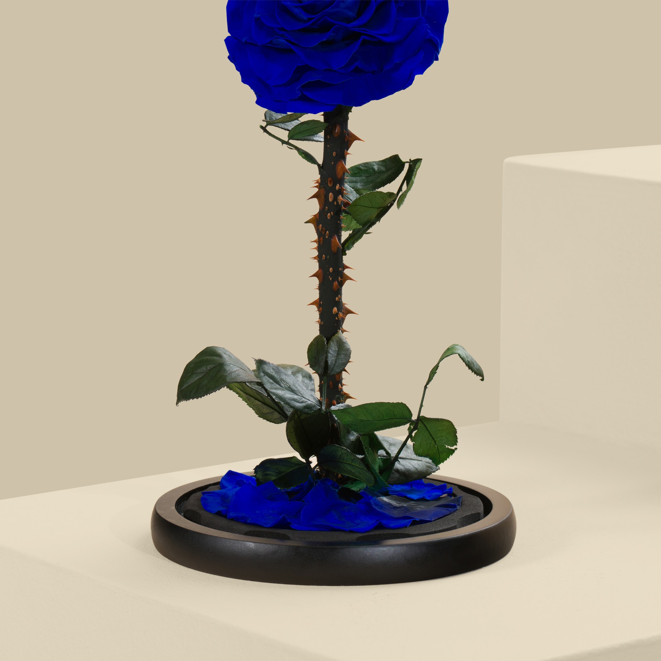 Preserved Blue Rose Preserved Blue Rose