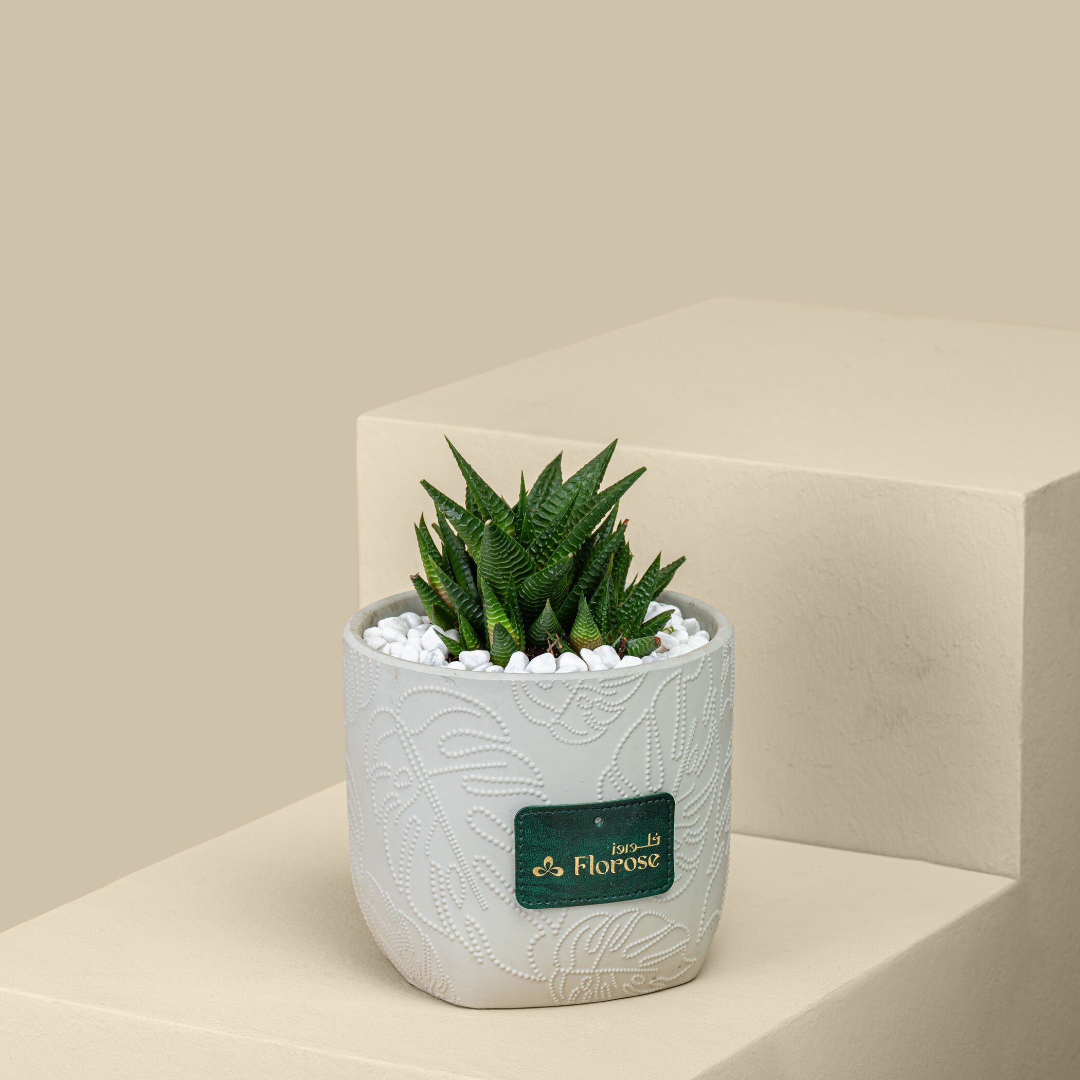 Small Haworthia Plant Small Haworthia Plant