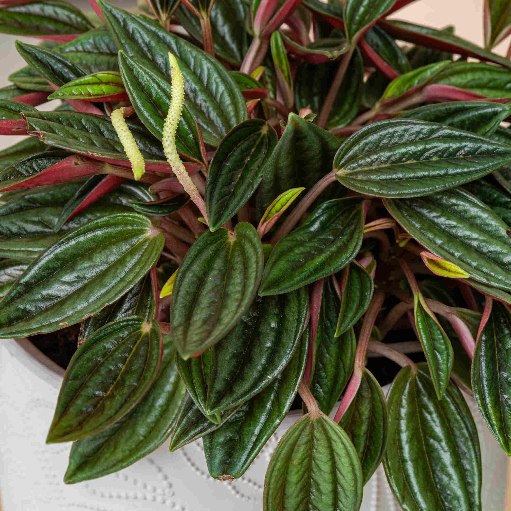 Unique Peperomia Plant Unique Peperomia Plant